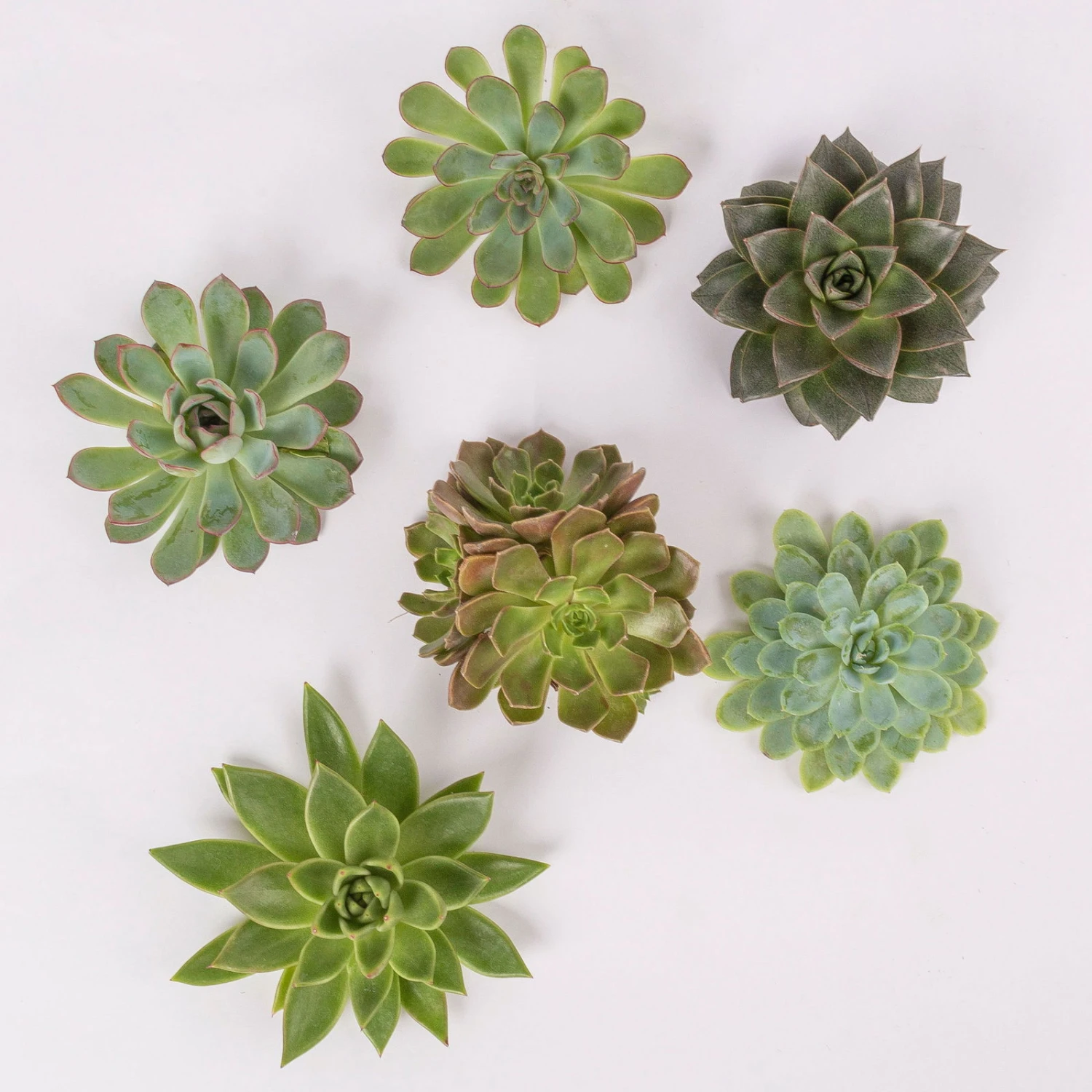 Schnittecheverien-Mix, Ø 10 Cm, 6er-Set