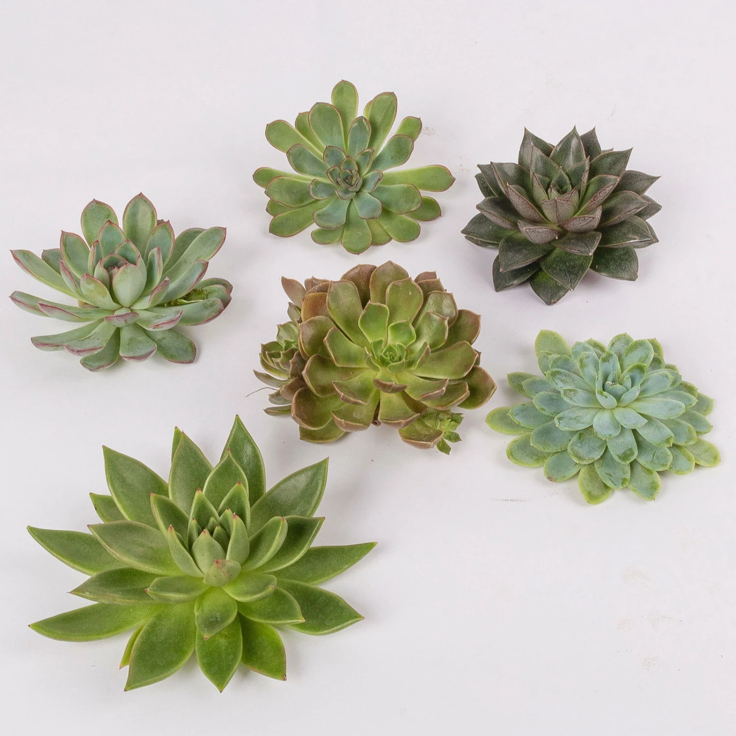 Schnittecheverien-Mix, Ø 10 Cm, 6er-Set - Image 3