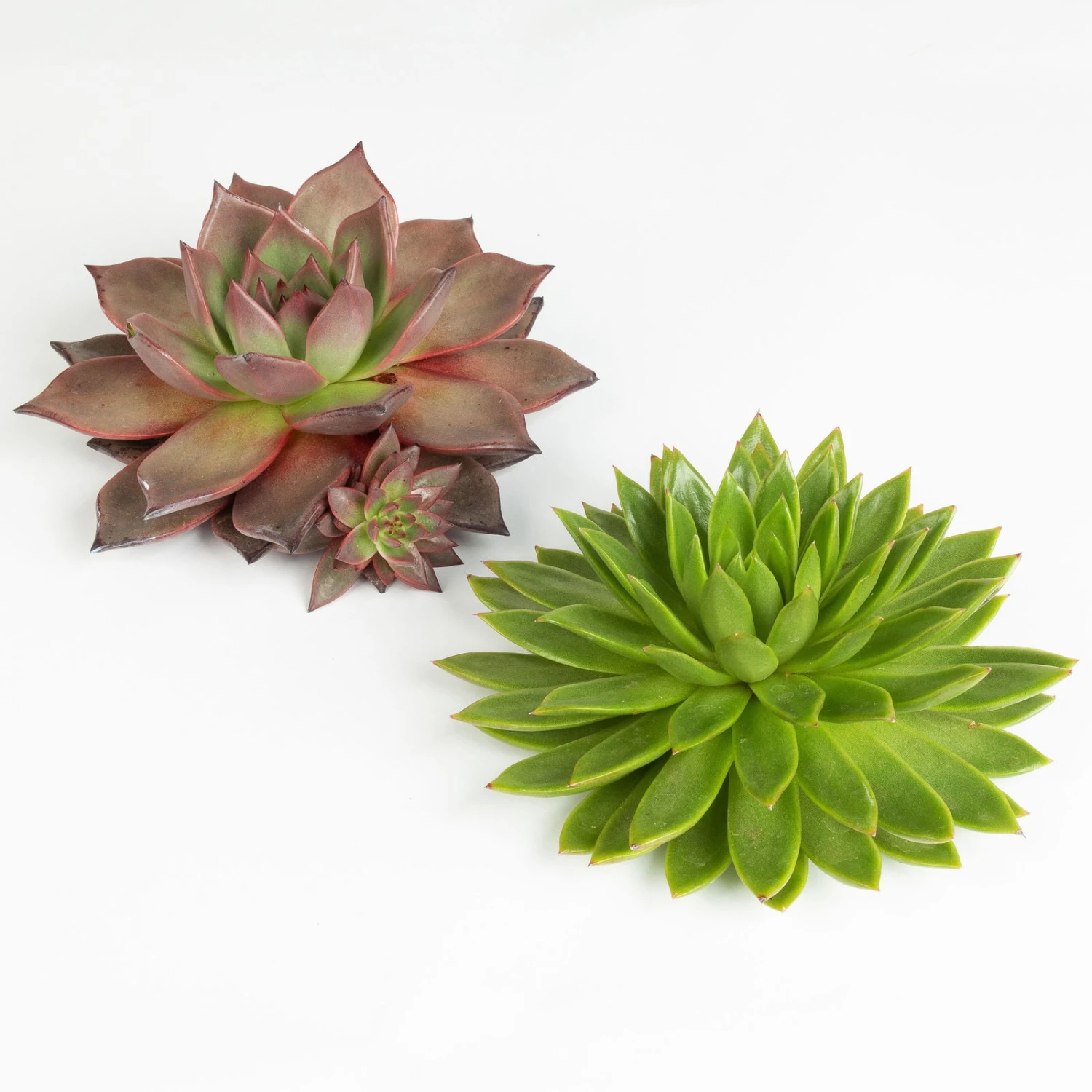 Schnittecheverien-Mix, Ă 16 Cm, 2er-Set