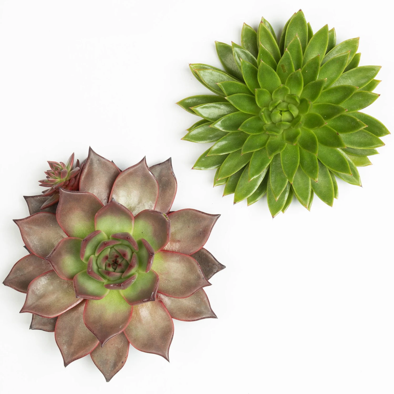 Schnittecheverien-Mix, Ă 16 Cm, 2er-Set - Image 3