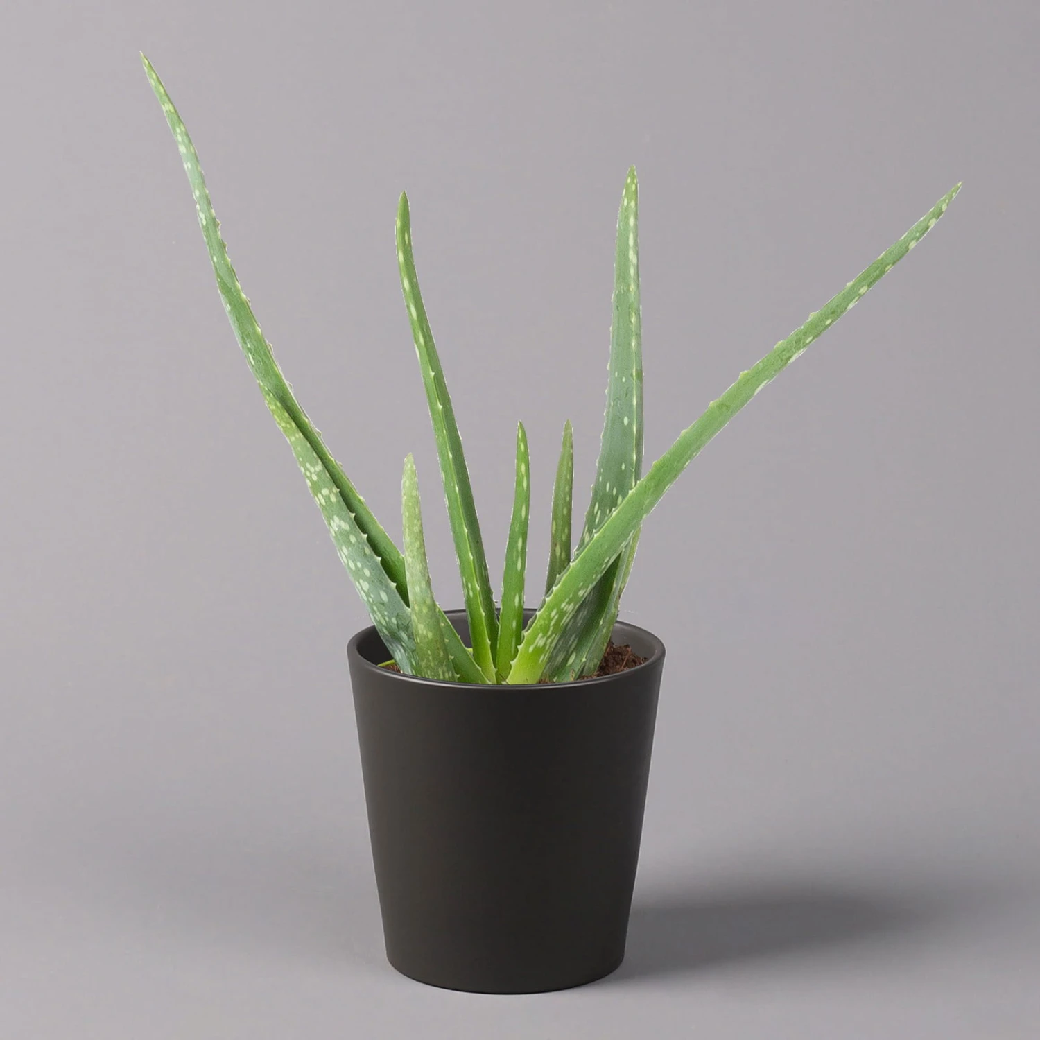 Aloe Vera Mit Keramiktopf Anthrazit, Topf-Ø 12 Cm, Höhe Ca. 20-35 Cm, 3er-Set - Image 2