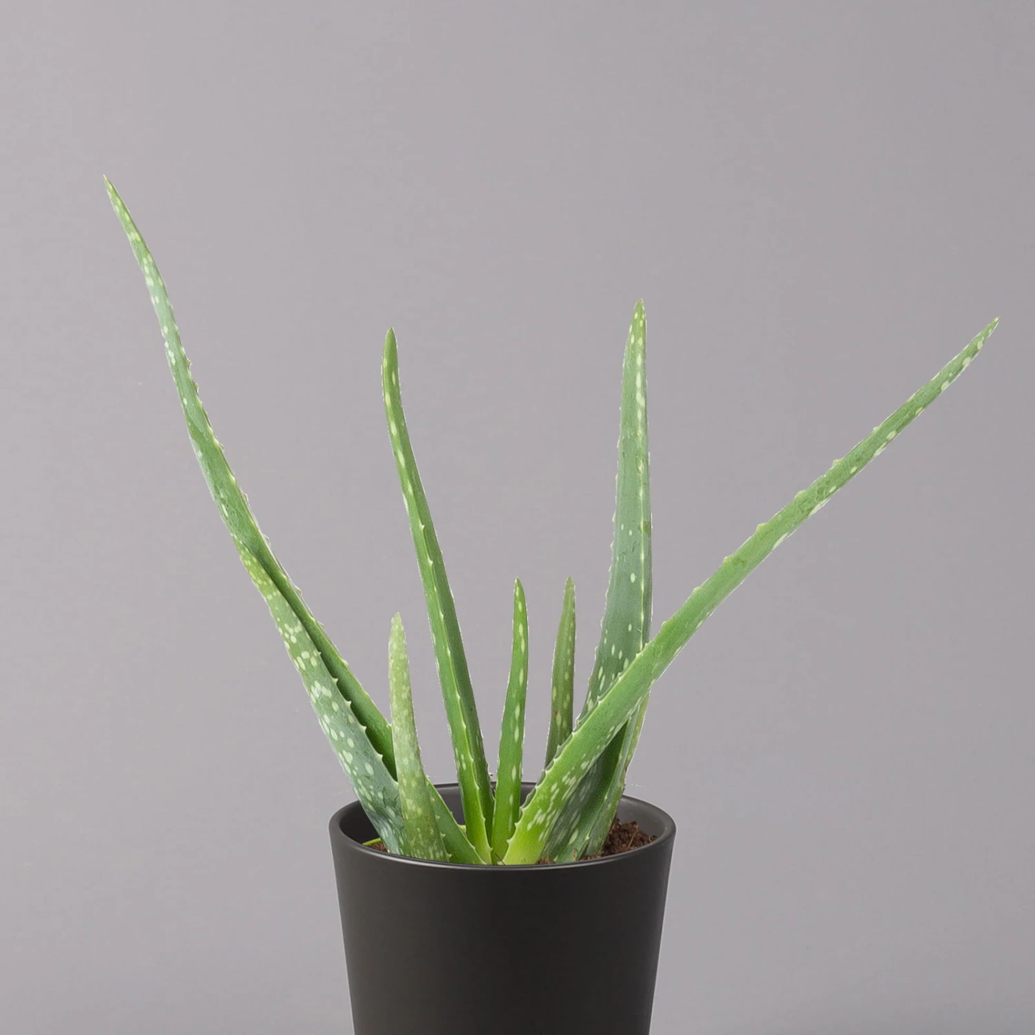 Aloe Vera Mit Keramiktopf Anthrazit, Topf-Ø 12 Cm, Höhe Ca. 20-35 Cm, 3er-Set - Image 3