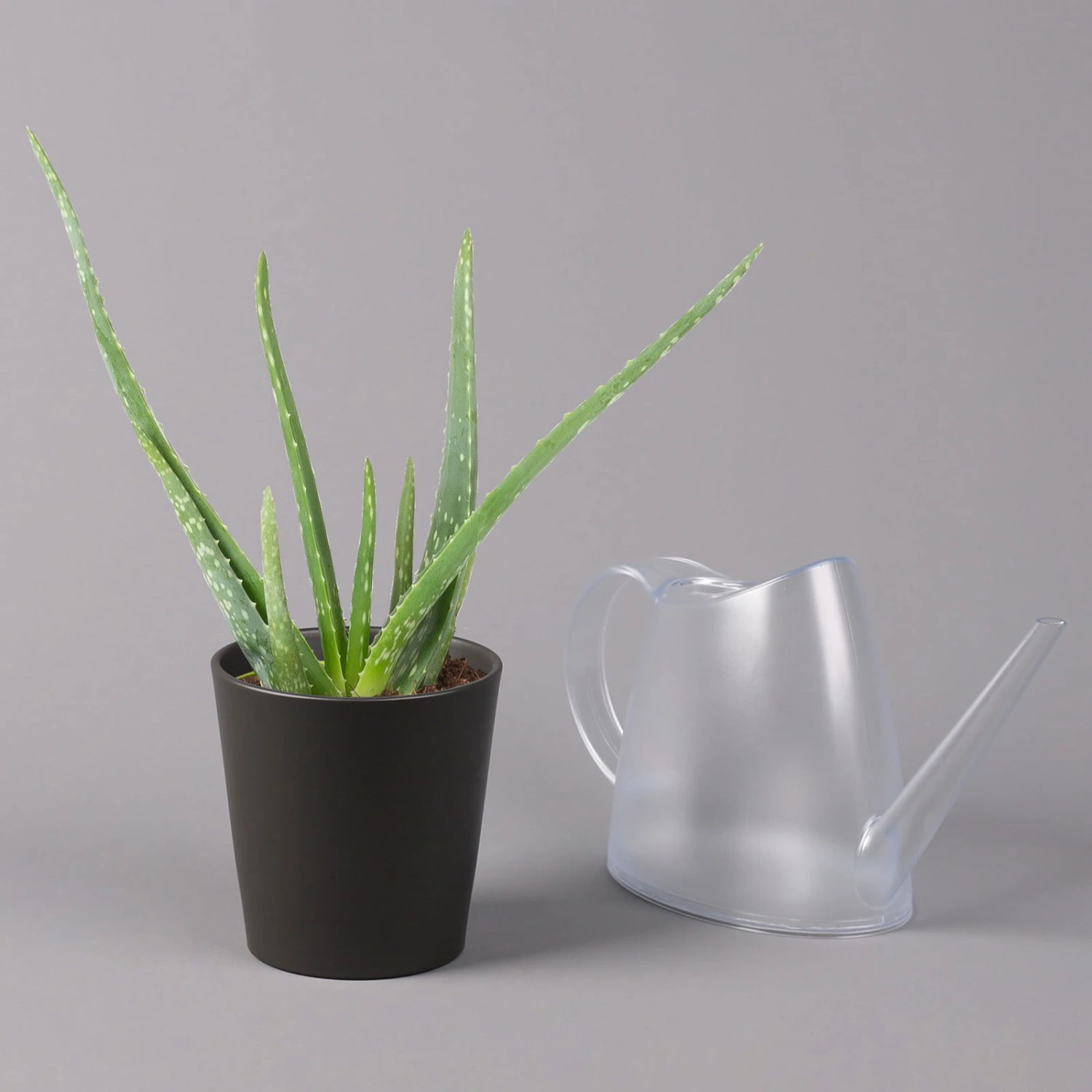 Aloe Vera Mit Keramiktopf Anthrazit, Topf-Ø 12 Cm, Höhe Ca. 20-35 Cm, 3er-Set - Image 4