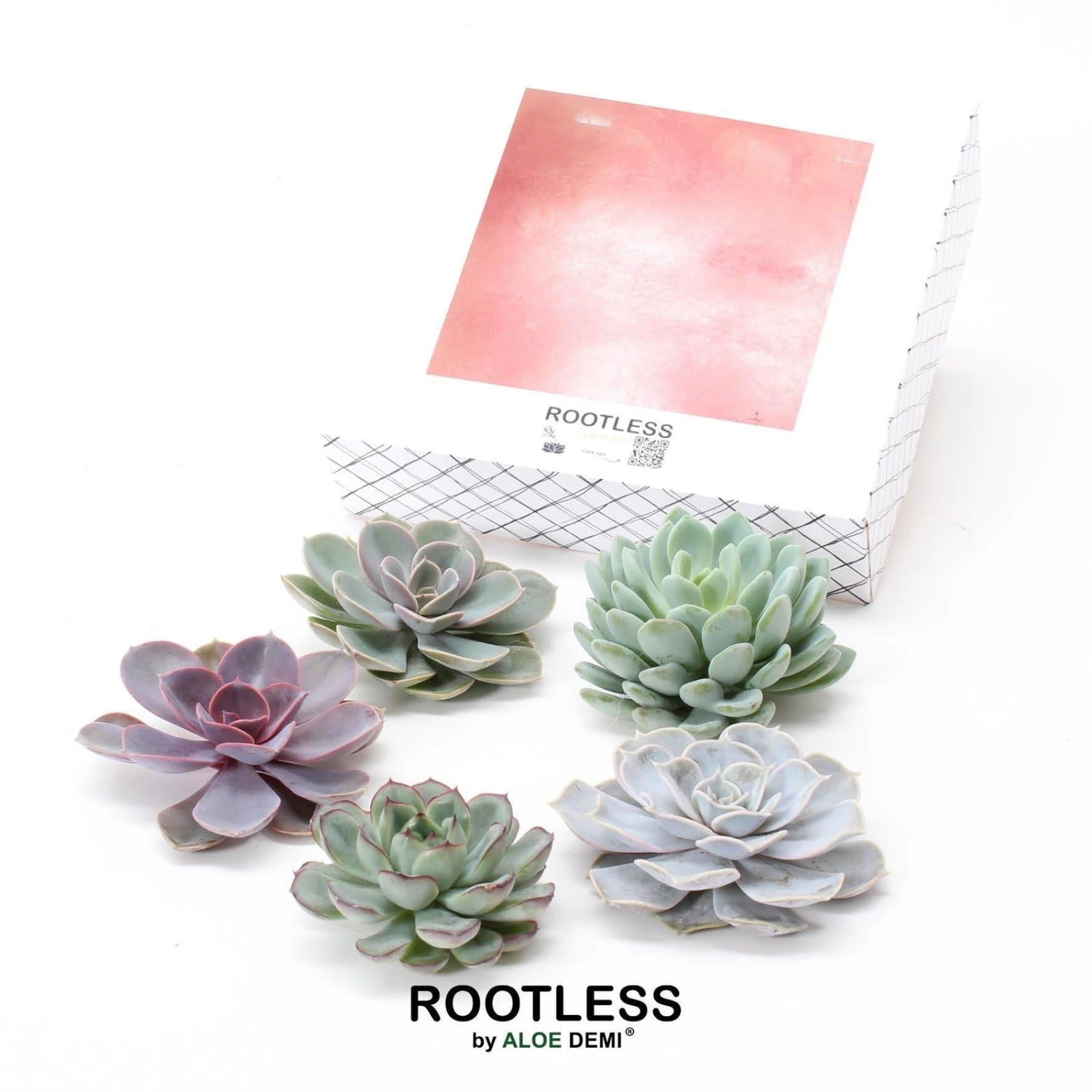 Schnitt-Echeveria Mix, 5 Stück In DIY Box, 7-10 Cm Ø - Image 3