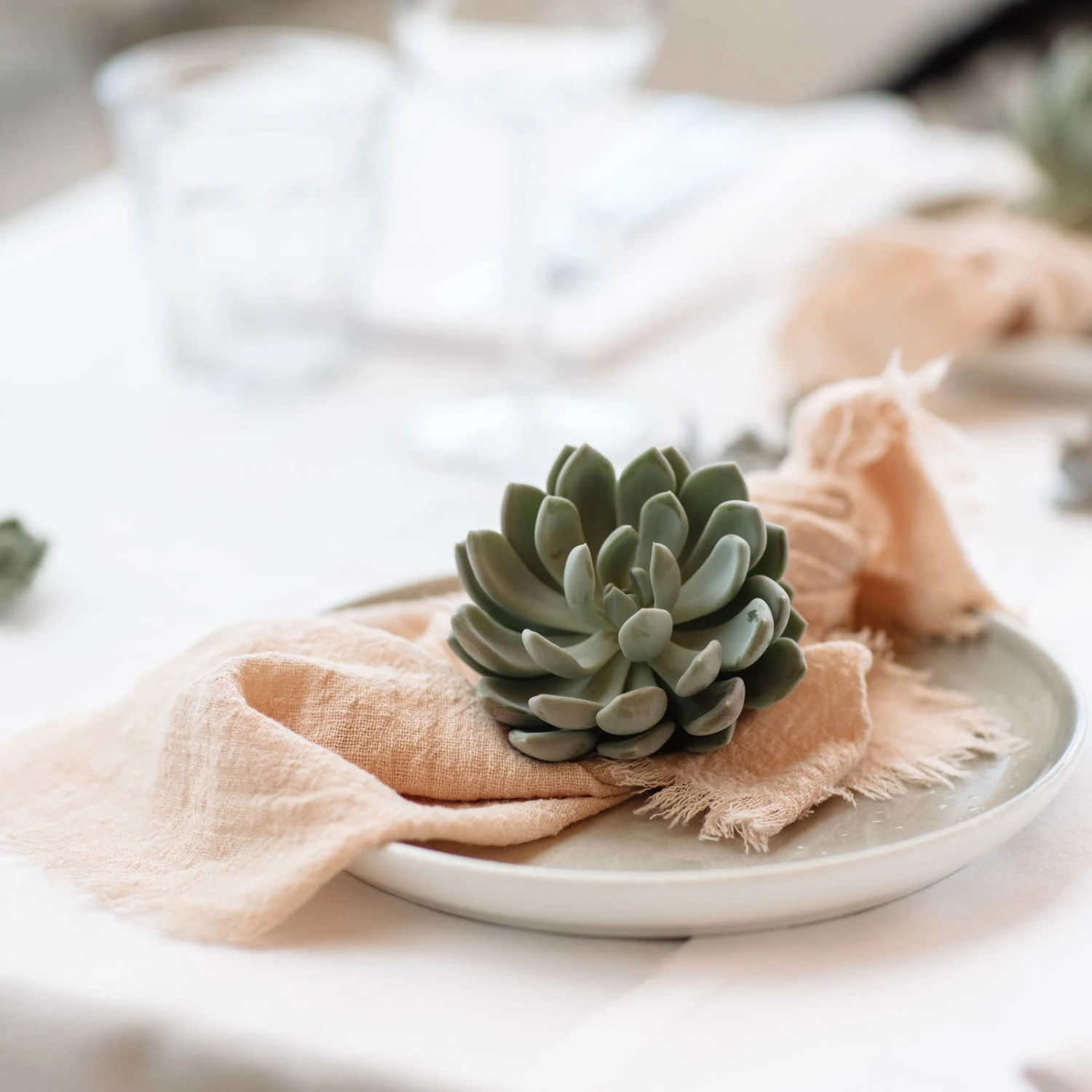 Schnittecheverien-Mix, Ø 10 Cm, 6er-Set - Image 4