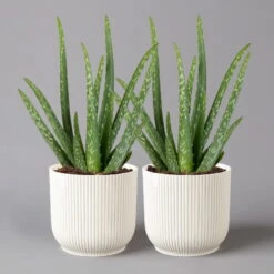 Aloe Vera In Übertopf Vibes Weiß, Topf-Ø 12 Cm, Höhe Ca. 35 Cm, 2er-Set