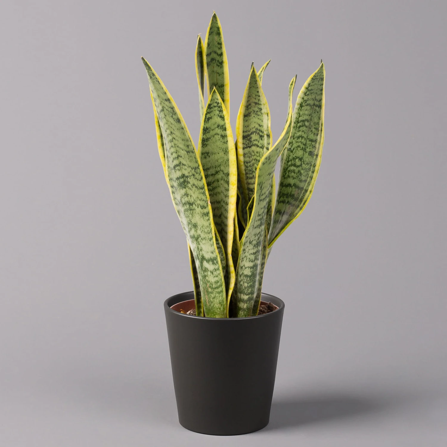 Bogenhanf In Keramiktopf Anthrazit, Topf-Ø 12 Cm, Höhe Ca. 35-45 Cm, 3er-Set - Image 2