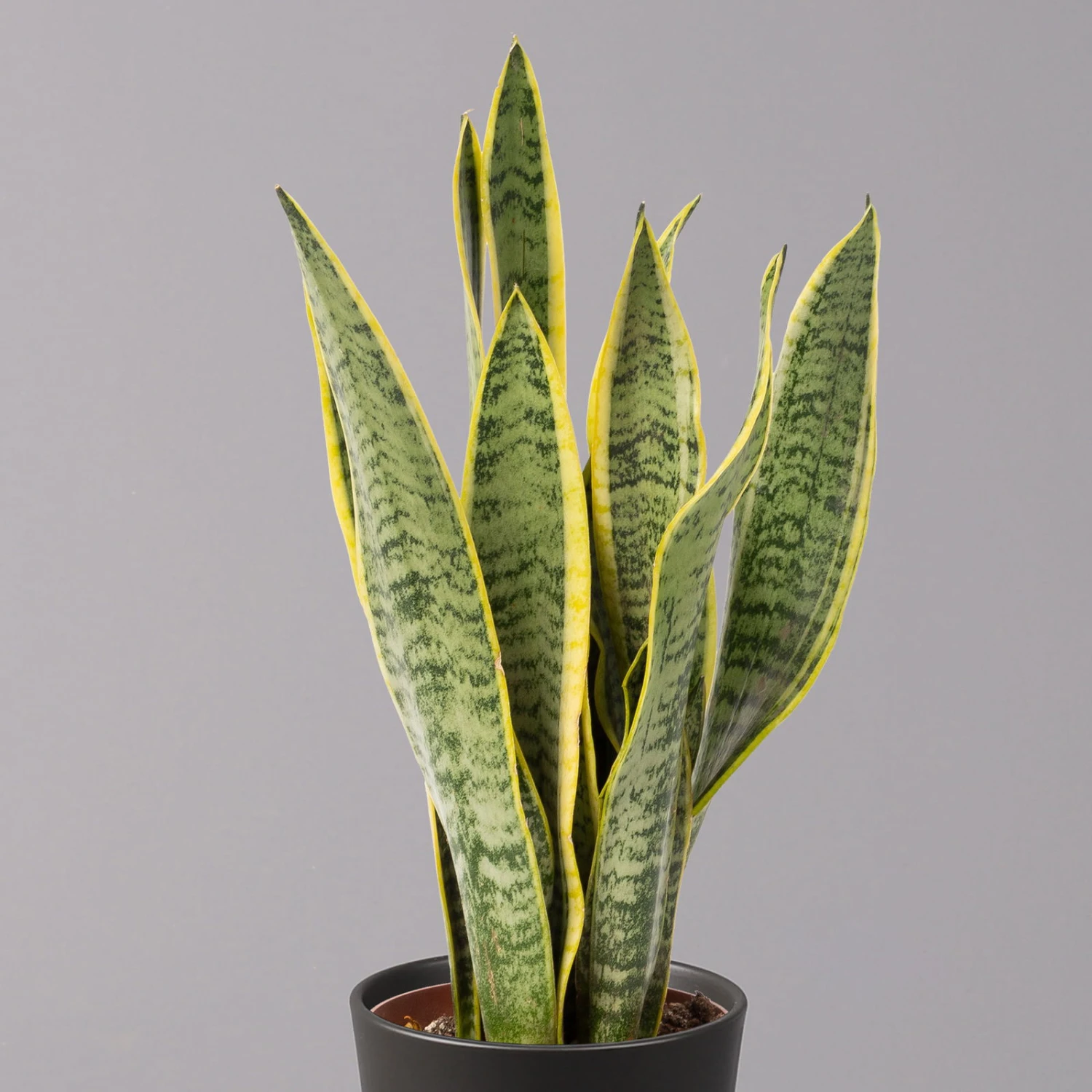 Bogenhanf In Keramiktopf Anthrazit, Topf-Ø 12 Cm, Höhe Ca. 35-45 Cm, 3er-Set - Image 3