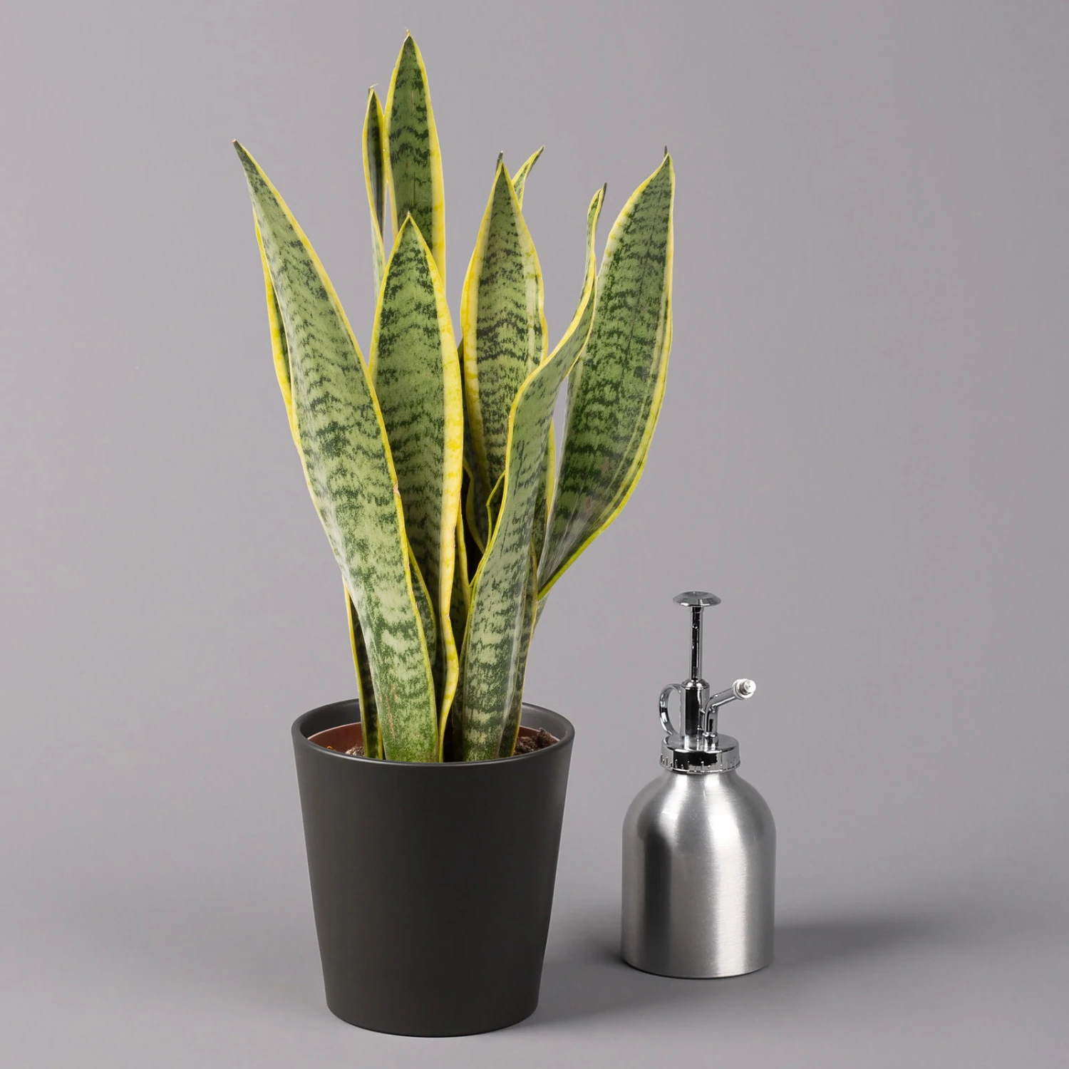 Bogenhanf In Keramiktopf Anthrazit, Topf-Ø 12 Cm, Höhe Ca. 35-45 Cm, 3er-Set - Image 4