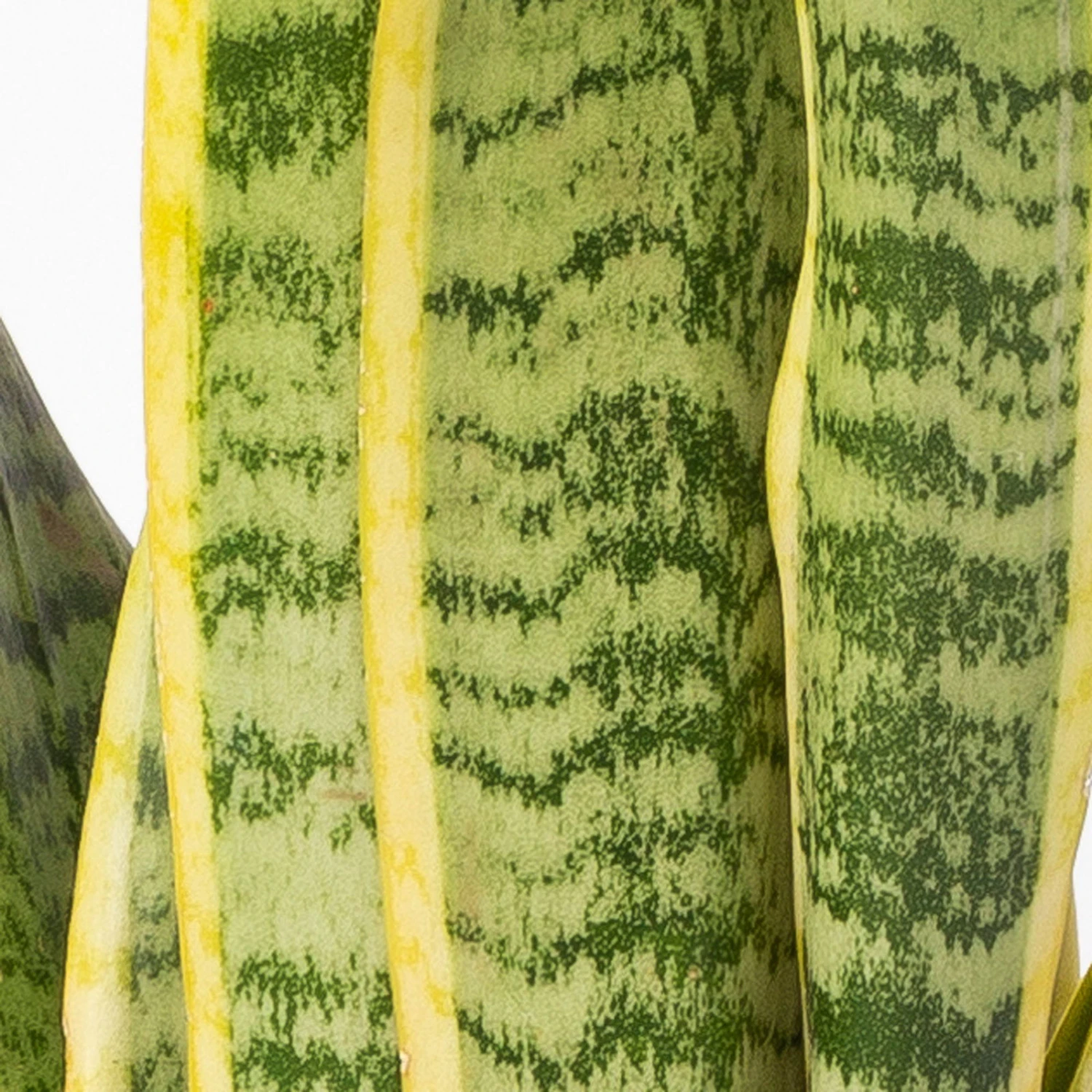 Bogenhanf In Keramiktopf Anthrazit, Topf-Ø 12 Cm, Höhe Ca. 35-45 Cm, 3er-Set - Image 5