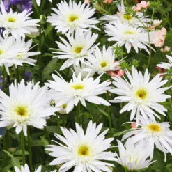 Bio Margerite 'Christine Hagemann' Weiß, Topf-Ø 11 Cm, 3er-Set