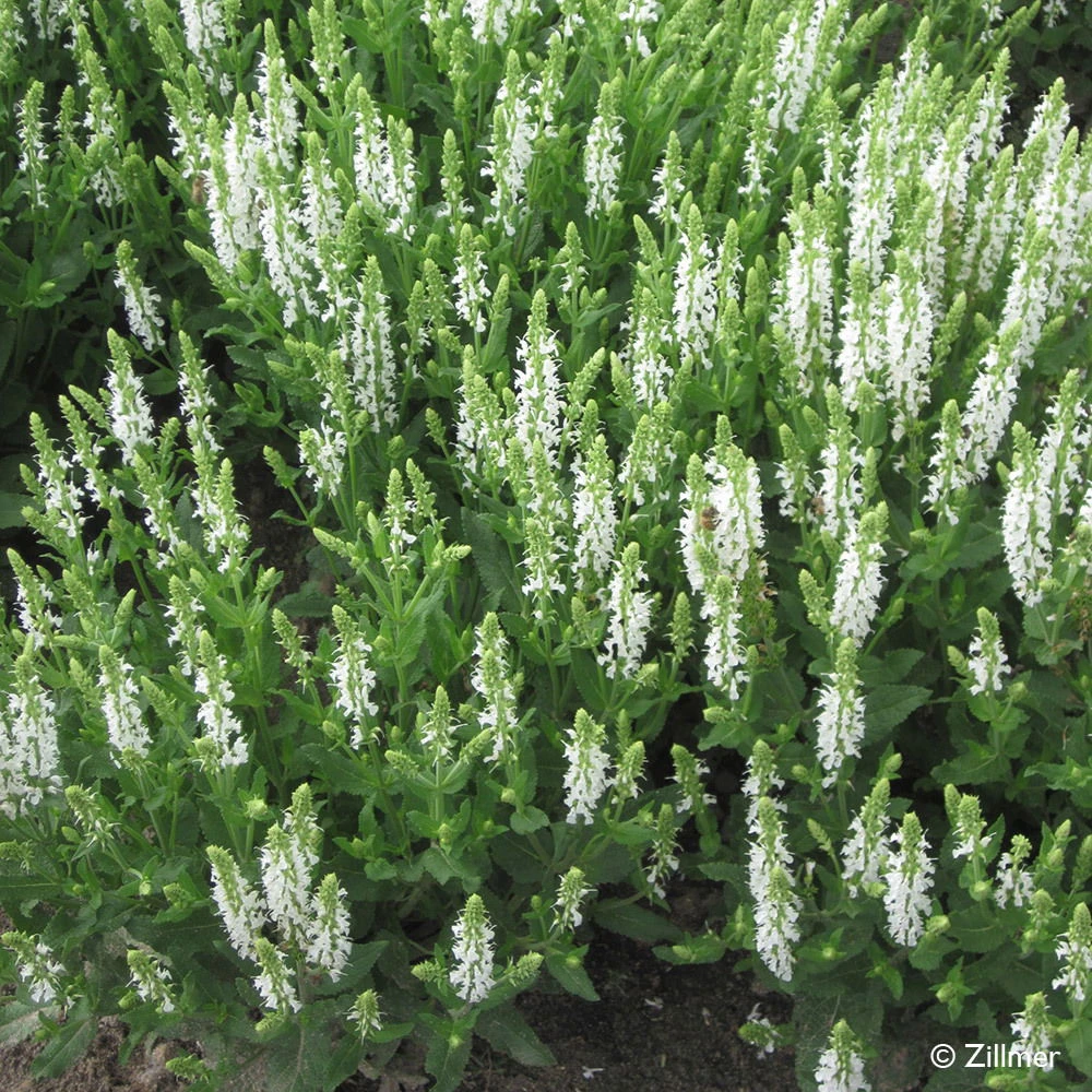 Bio Salvia Nemorosa 'Adrian' Weiß, Topf-Ø 11 Cm, 3er-Set - Image 3