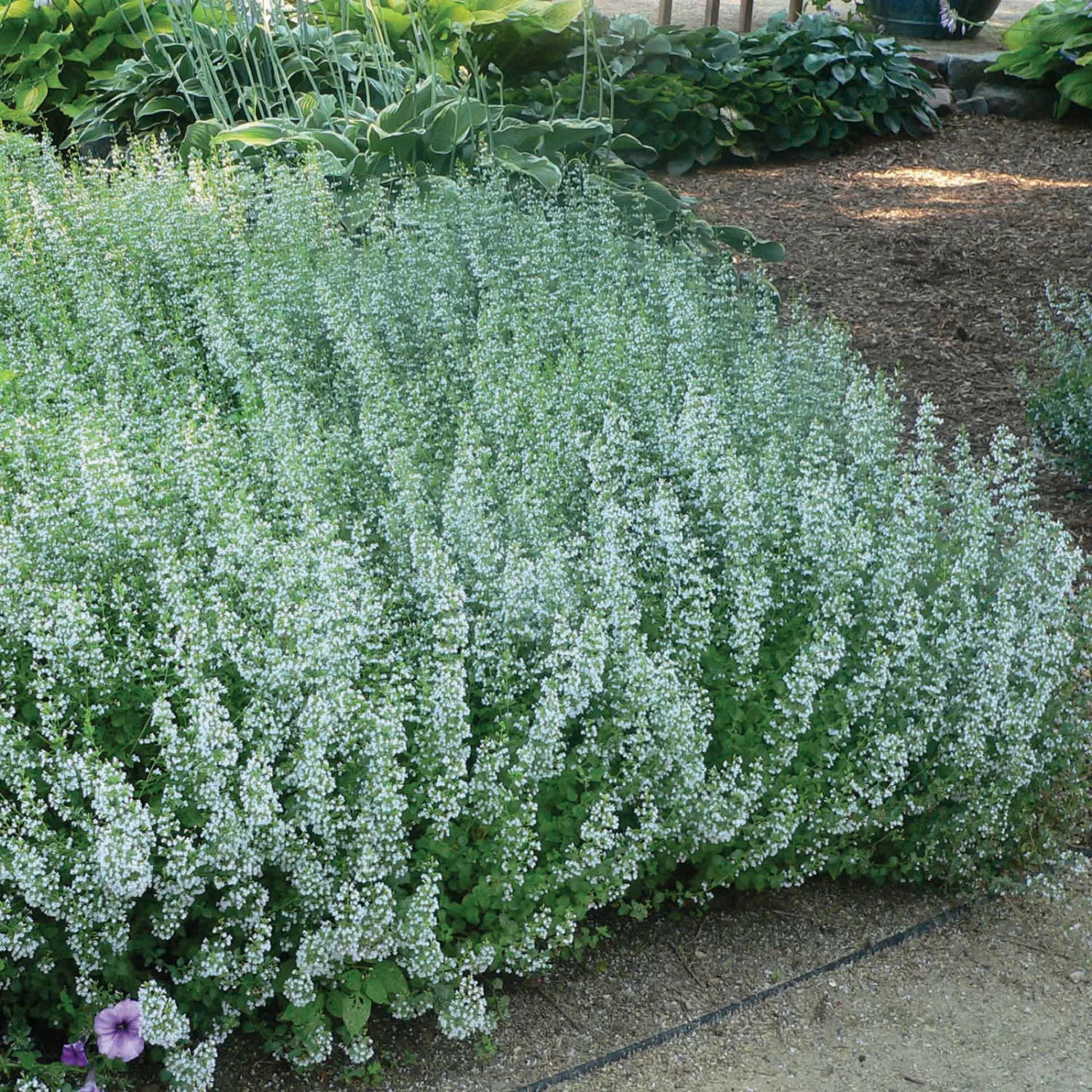 Trockenresistente Stauden Set, 18 Pflanzen Für 3 M², Bunt - Image 7