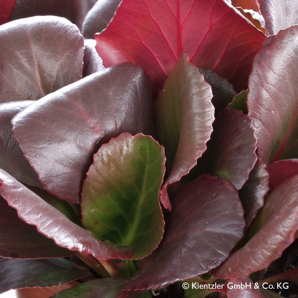 Bio Bergenie 'Eroica' Violettrot, Topf-Ø 12 Cm, 3er-Set - Image 2