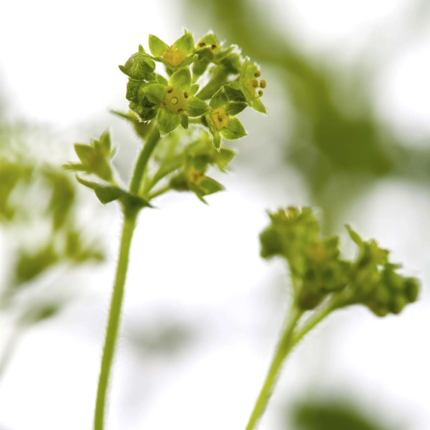 Bio Zwerg-Frauenmantel Grün-gelb, Topf-Ø 9 Cm, 3er-Set - Image 2