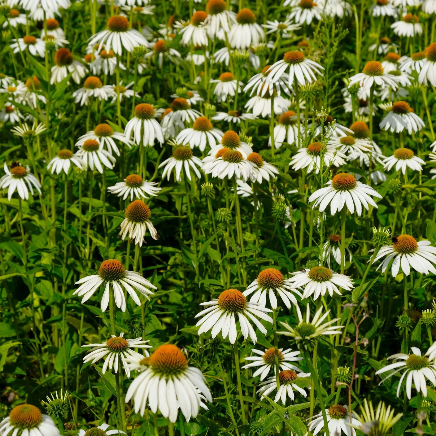 Trockenresistente Stauden Set, 18 Pflanzen Für 3 M², Bunt - Image 19