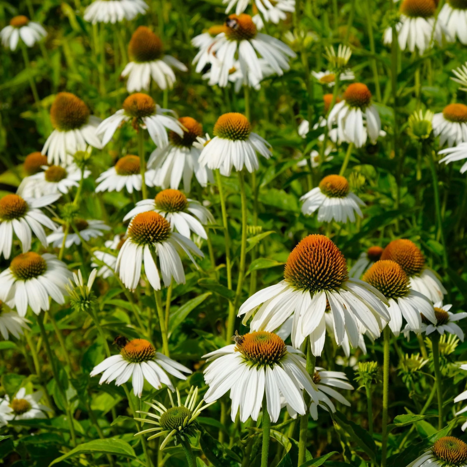 Trockenresistente Stauden Set, 18 Pflanzen Für 3 M², Bunt - Image 18