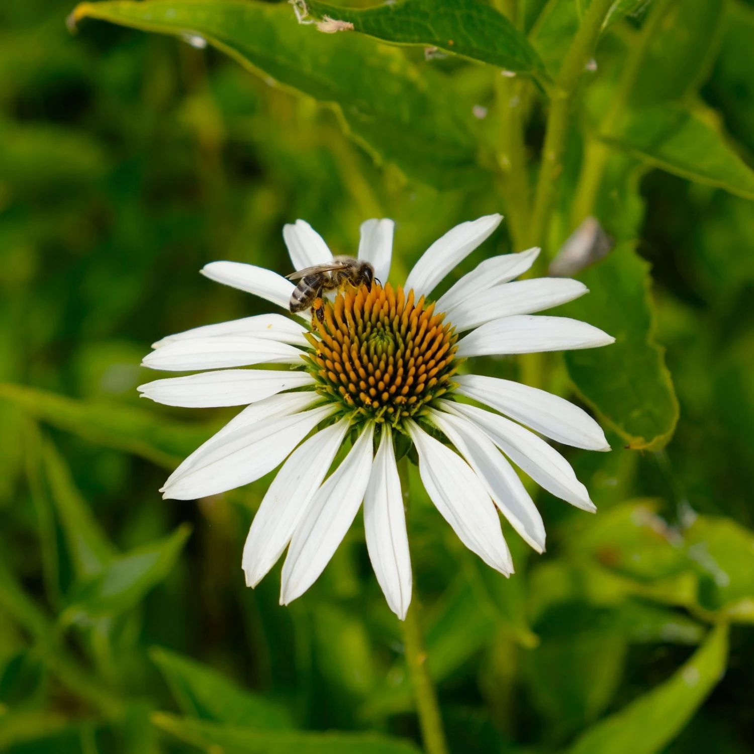 Trockenresistente Stauden Set, 18 Pflanzen Für 3 M², Bunt - Image 17