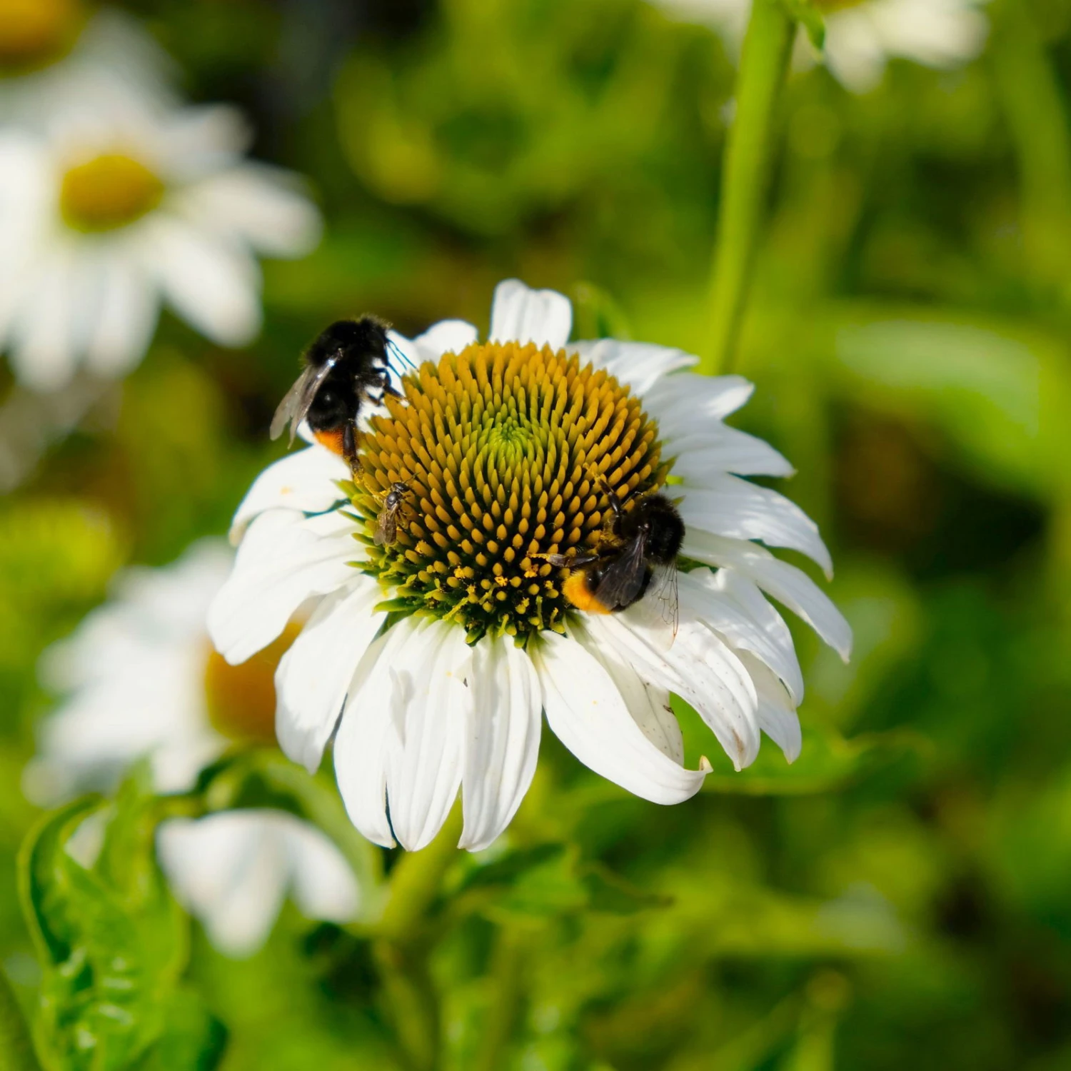 Trockenresistente Stauden Set, 18 Pflanzen Für 3 M², Bunt - Image 16