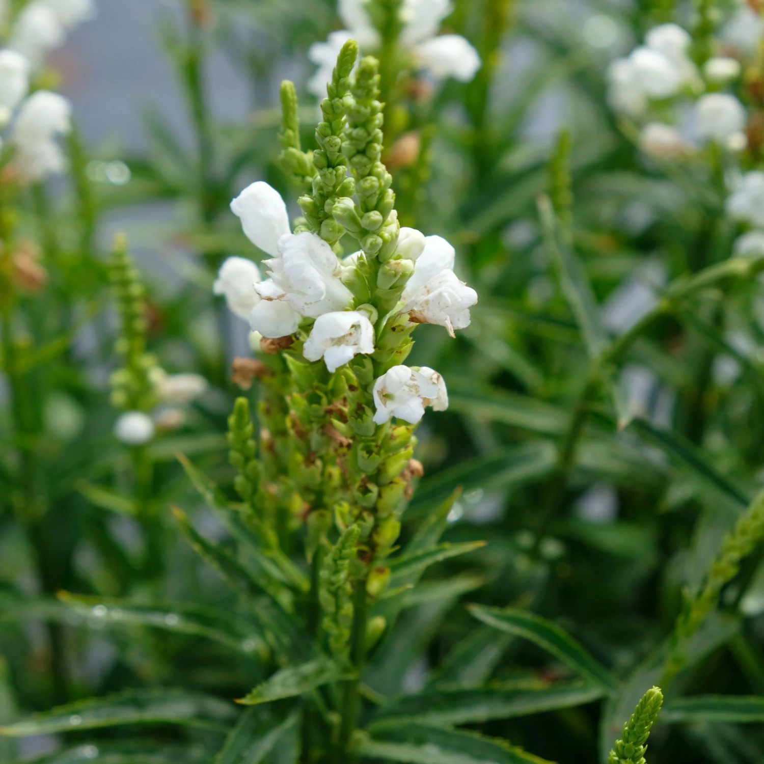 Bio Gelenkblume Weiß, TopfØ 11 Cm, 3er-Set - Image 2