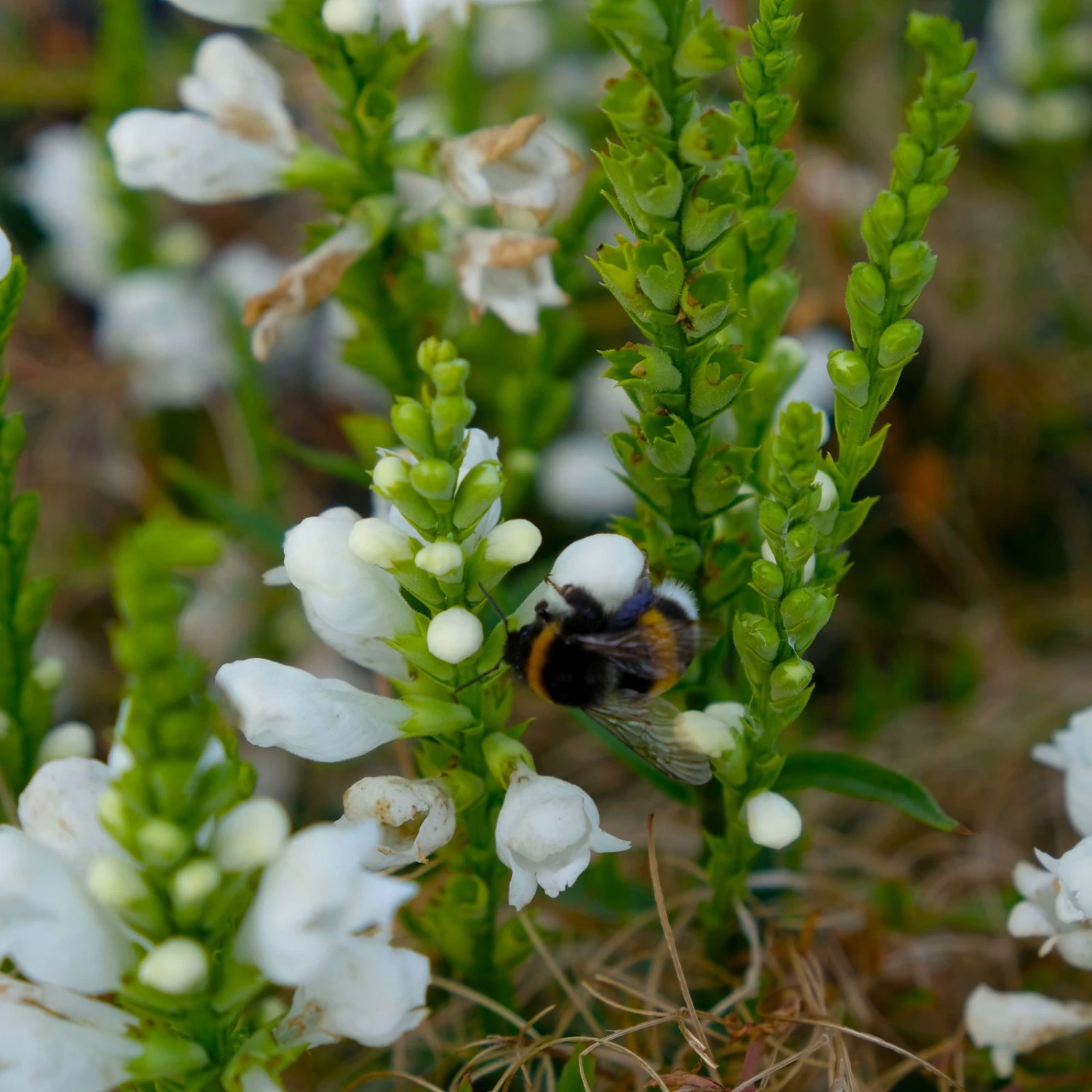 Bio Gelenkblume Weiß, TopfØ 11 Cm, 3er-Set - Image 3