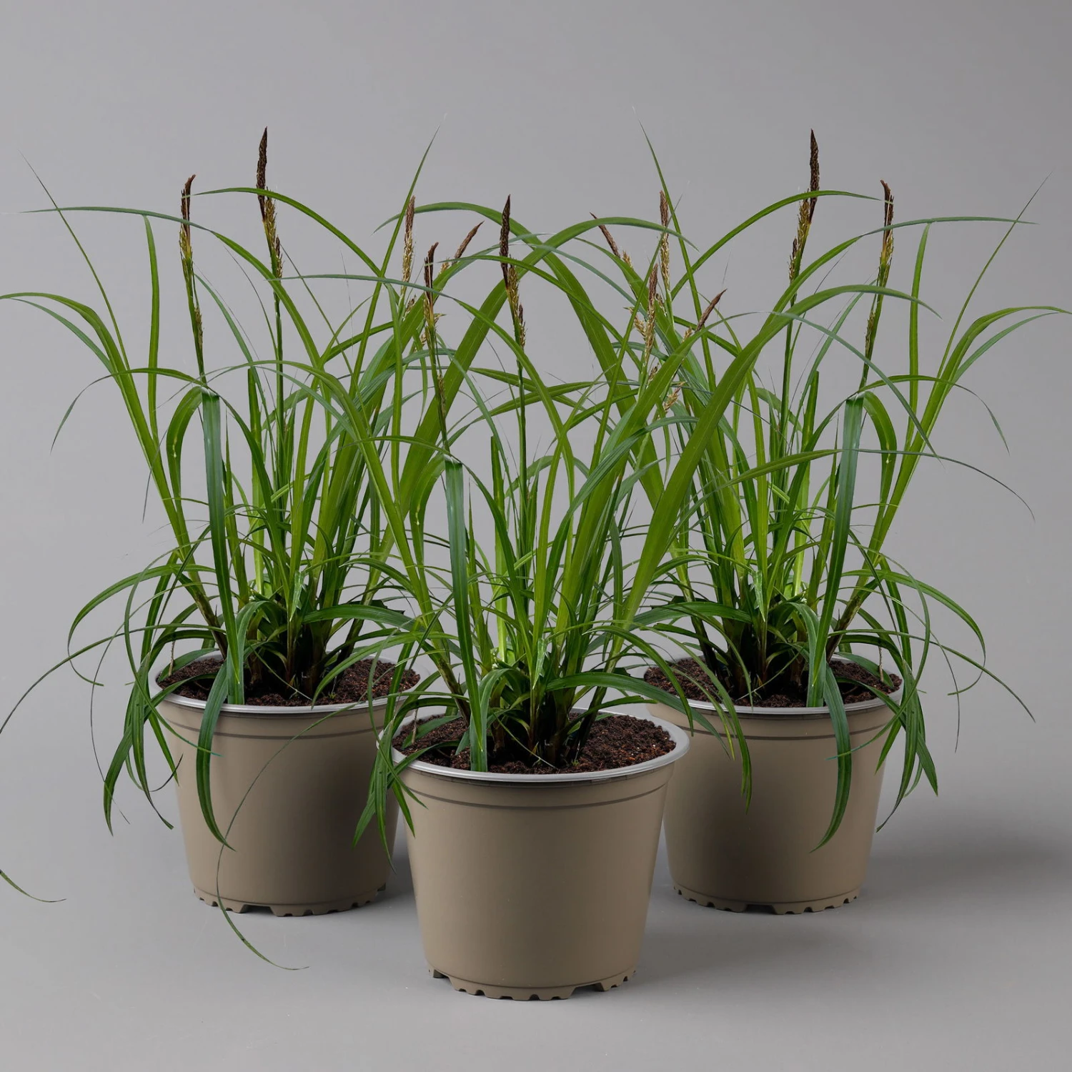 Segge 'Ribbon Falls' Dunkelgrün, Topf-Ø 12 Cm, 3er-Set