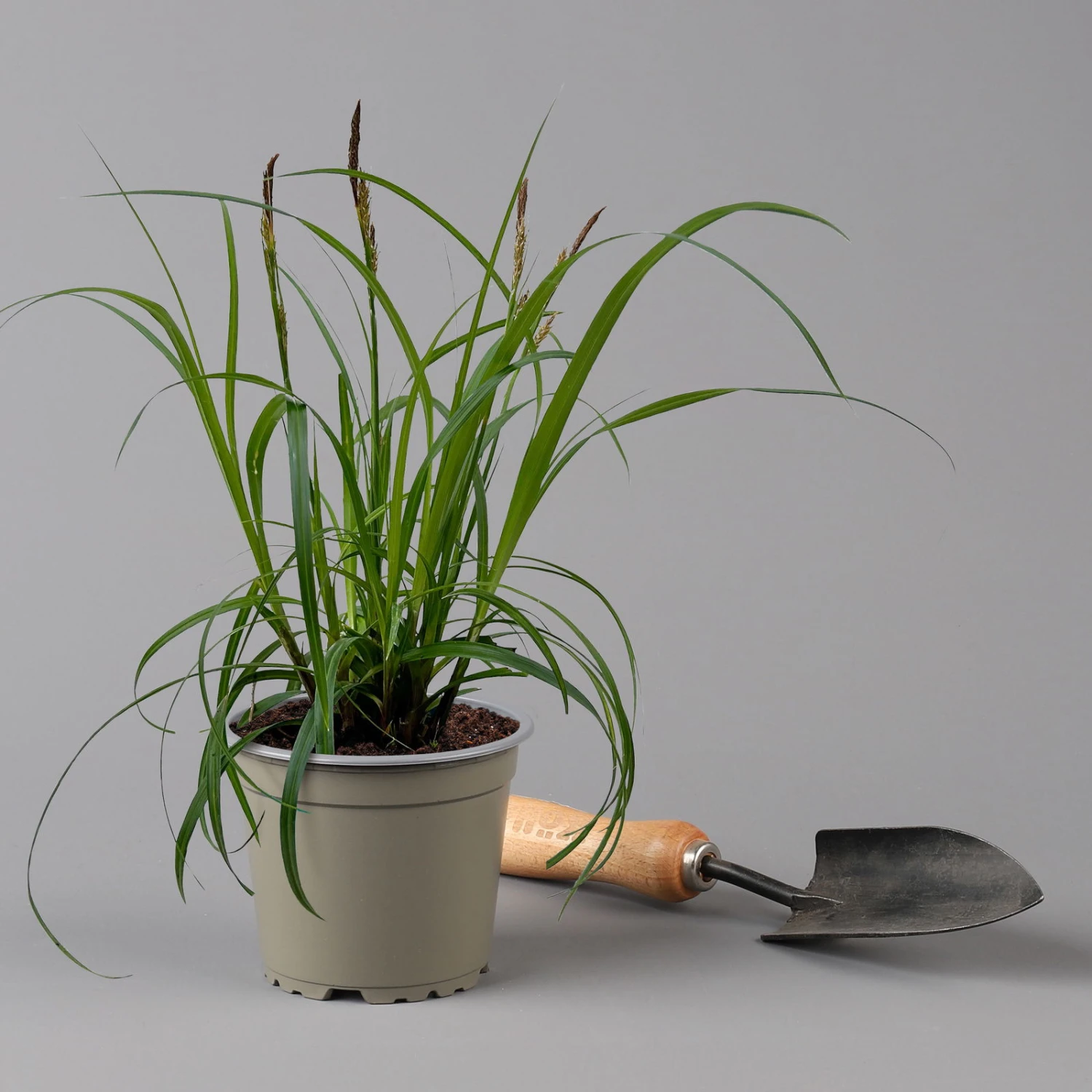 Segge 'Ribbon Falls' Dunkelgrün, Topf-Ø 12 Cm, 3er-Set - Image 3