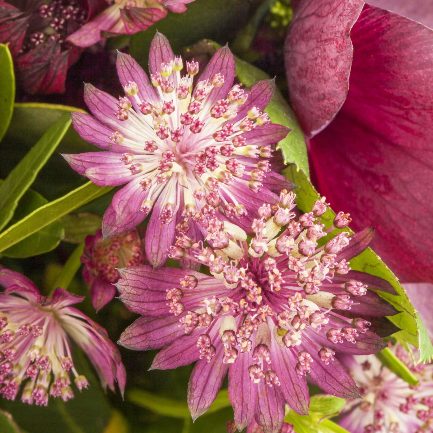 Bio Sterndolde 'Rubra' Pink/rosa, Topf-Ø 11 Cm, 3er-Set - Image 2