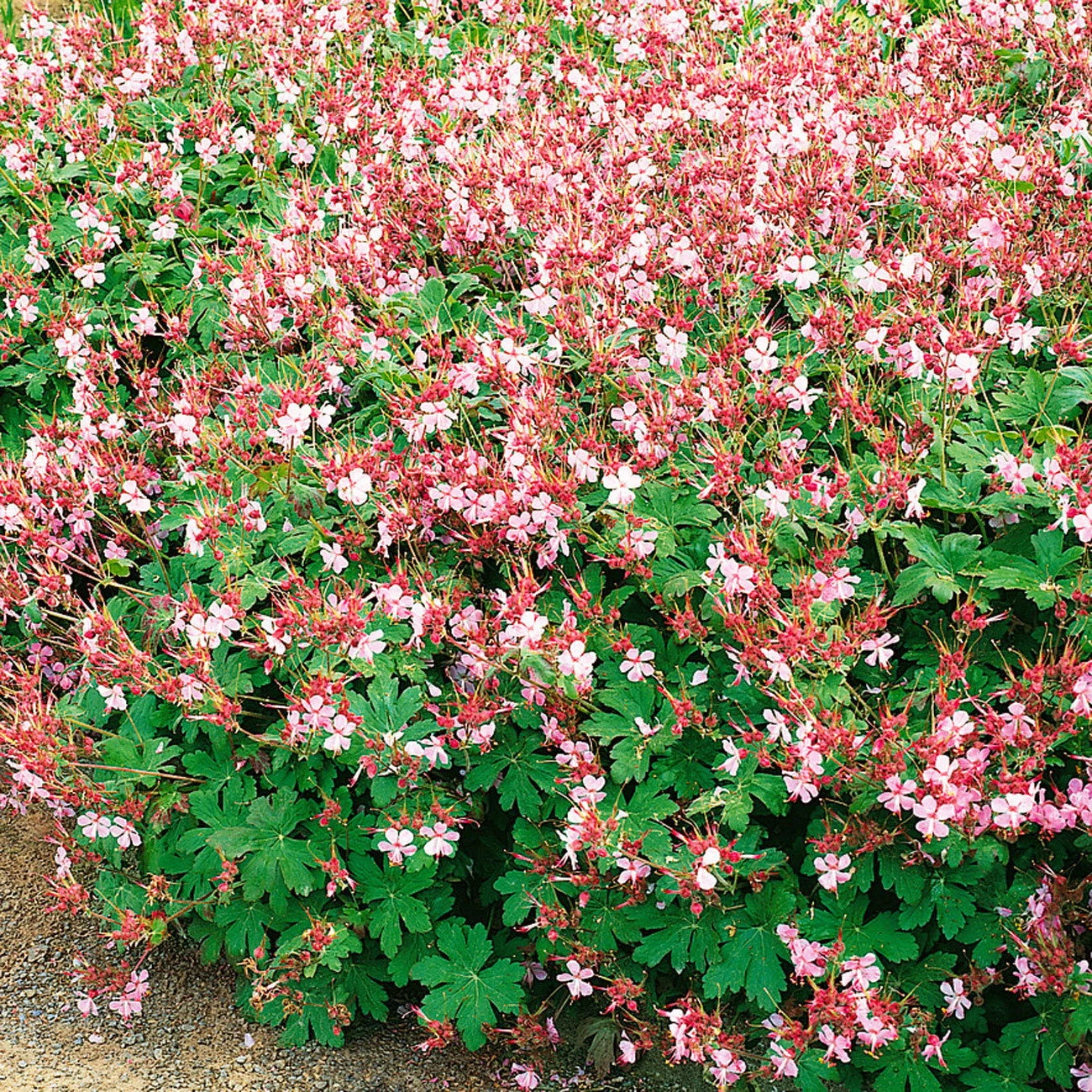 Trockenresistente Stauden Set, 18 Pflanzen Für 3 M², Bunt - Image 8