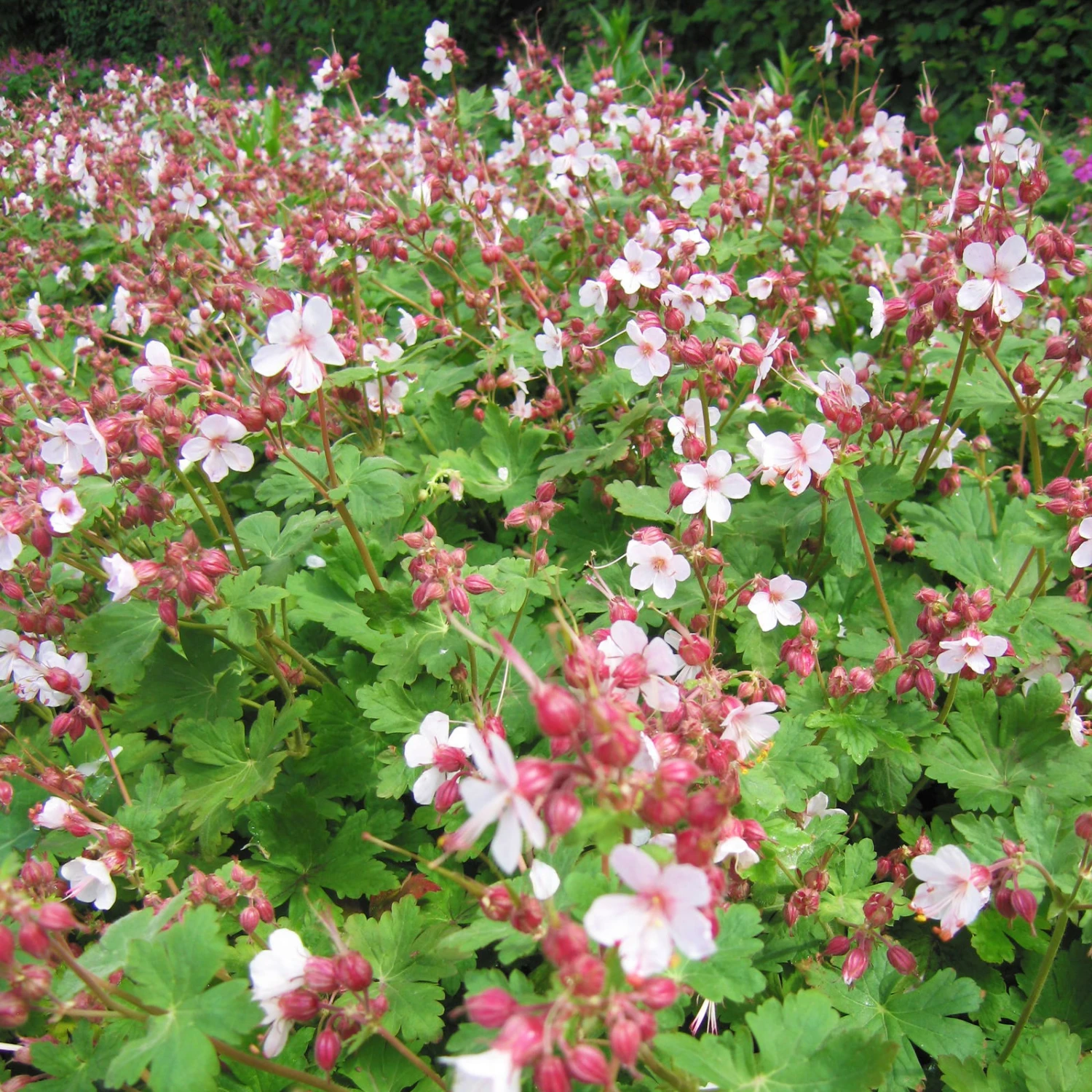 Trockenresistente Stauden Set, 18 Pflanzen Für 3 M², Bunt - Image 9