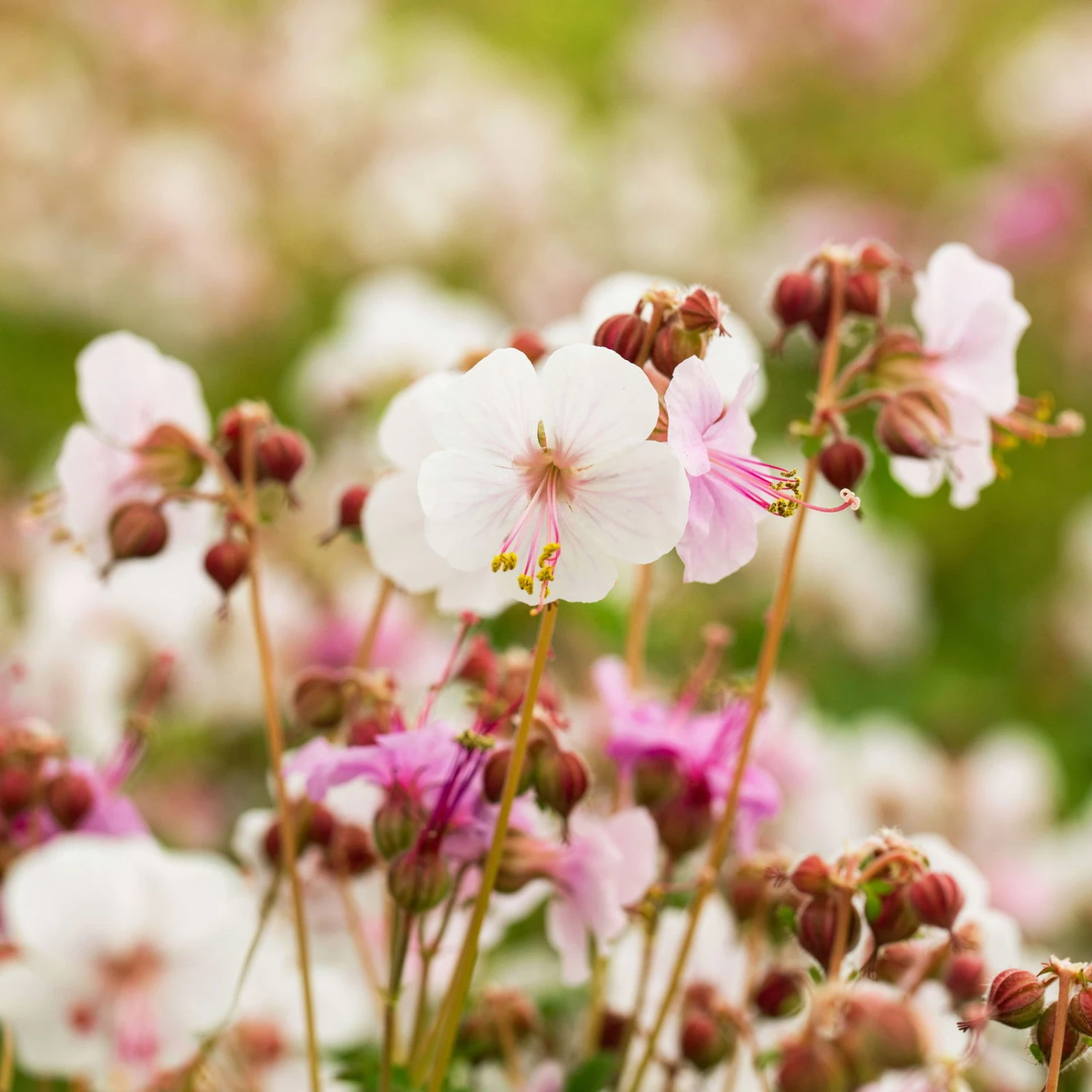 Trockenresistente Stauden Set, 18 Pflanzen Für 3 M², Bunt - Image 11