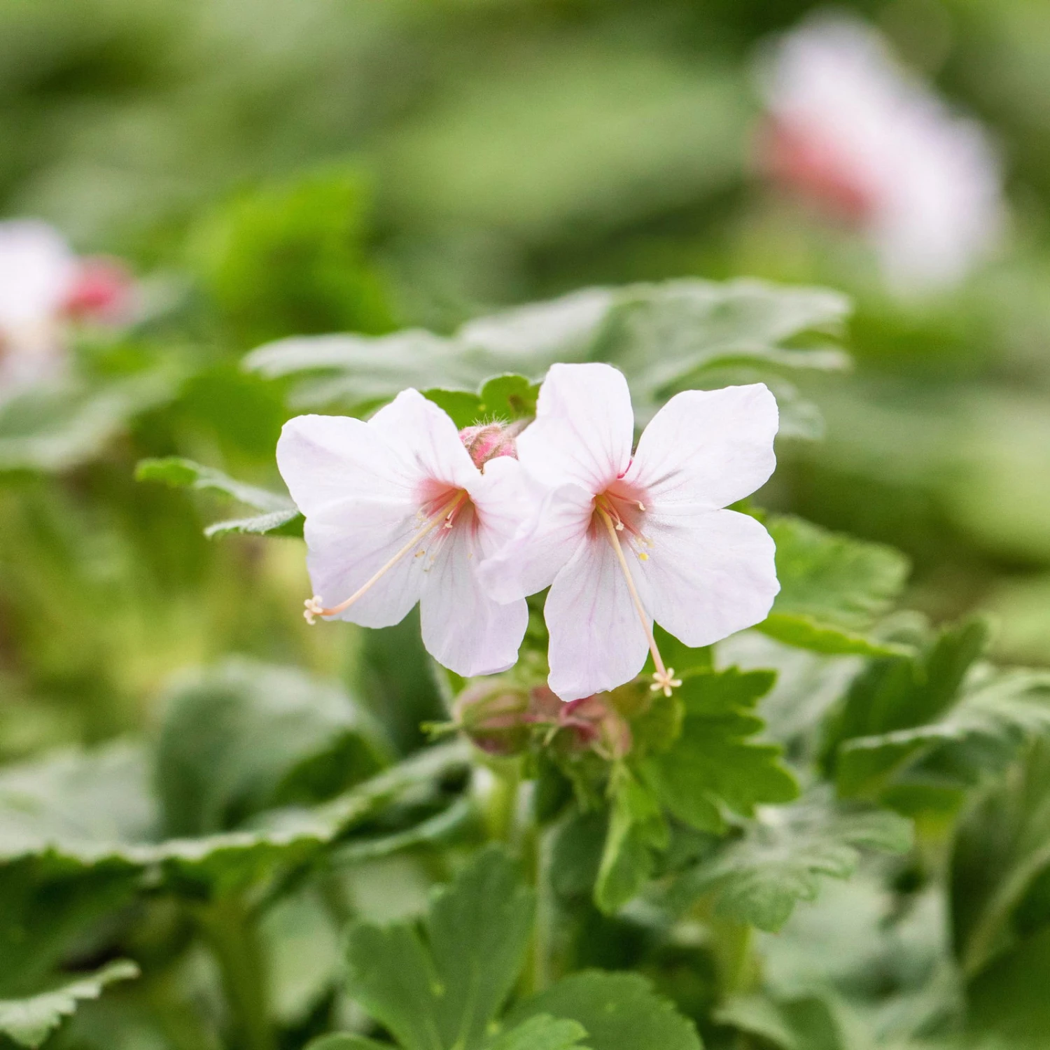 Trockenresistente Stauden Set, 18 Pflanzen Für 3 M², Bunt - Image 10