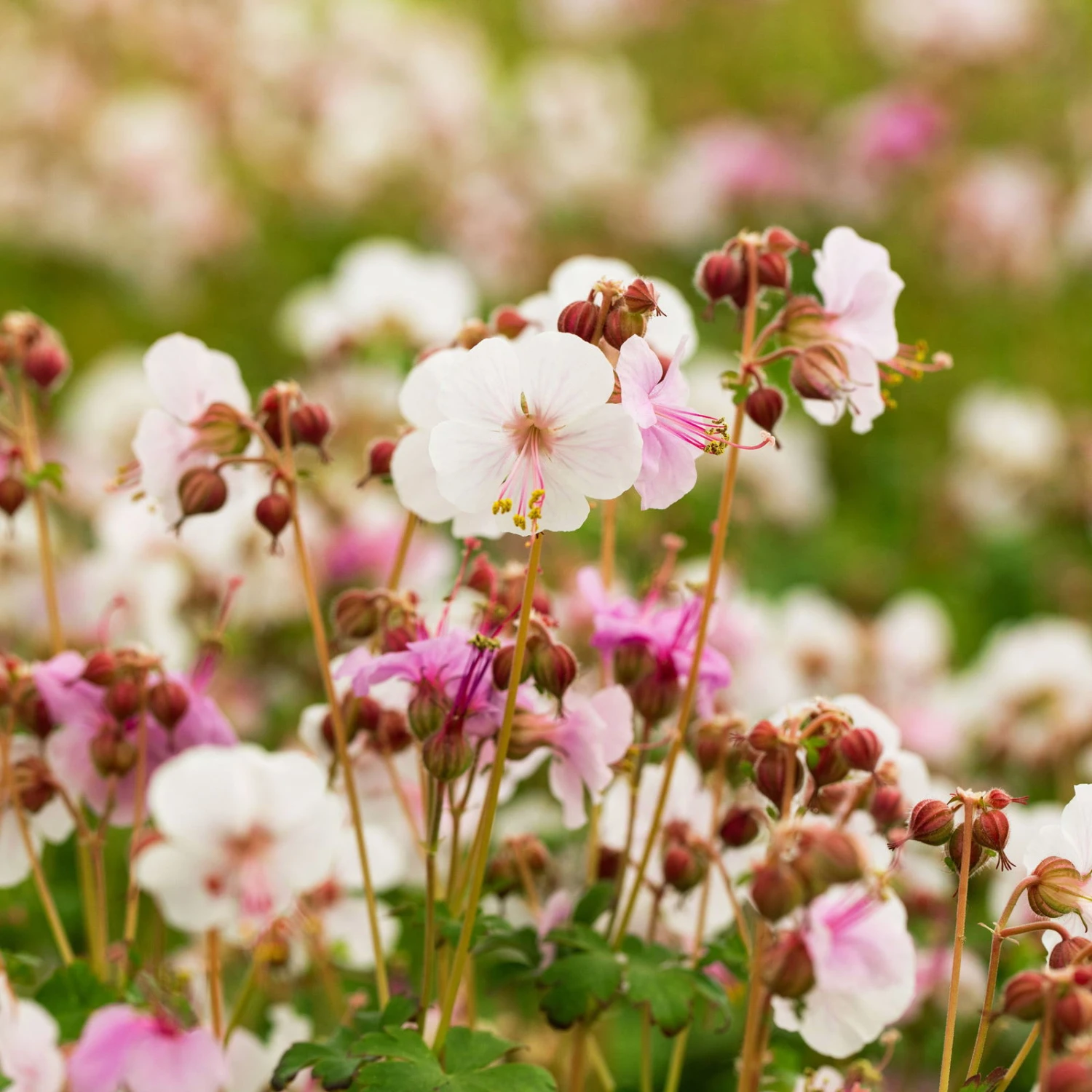 Trockenresistente Stauden Set, 18 Pflanzen Für 3 M², Bunt - Image 12