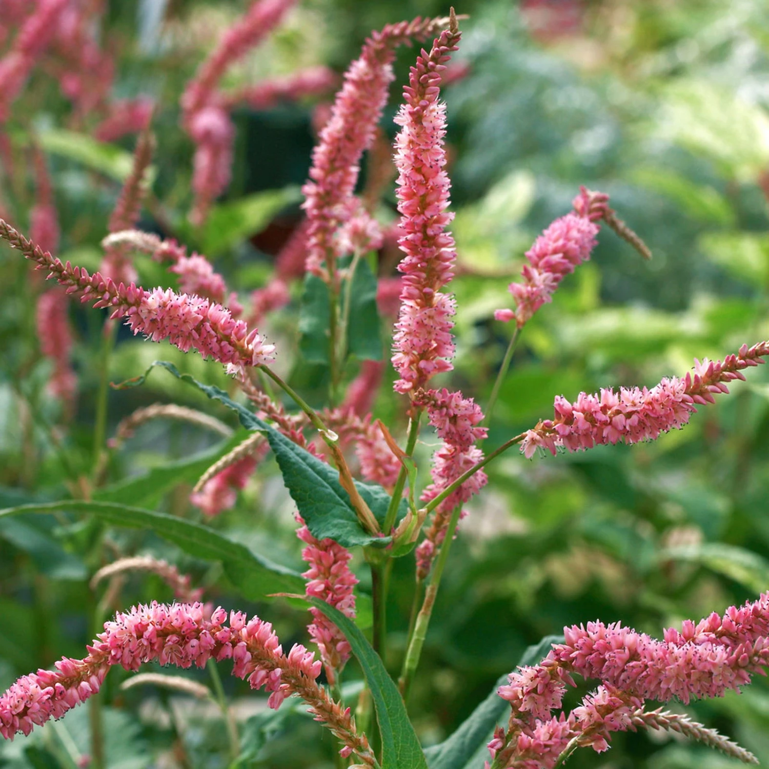 Bio Kerzen-Knöterich 'JS Caliente' Dunkelrot, Topf-Ø 11 Cm, 3er-Set - Image 2