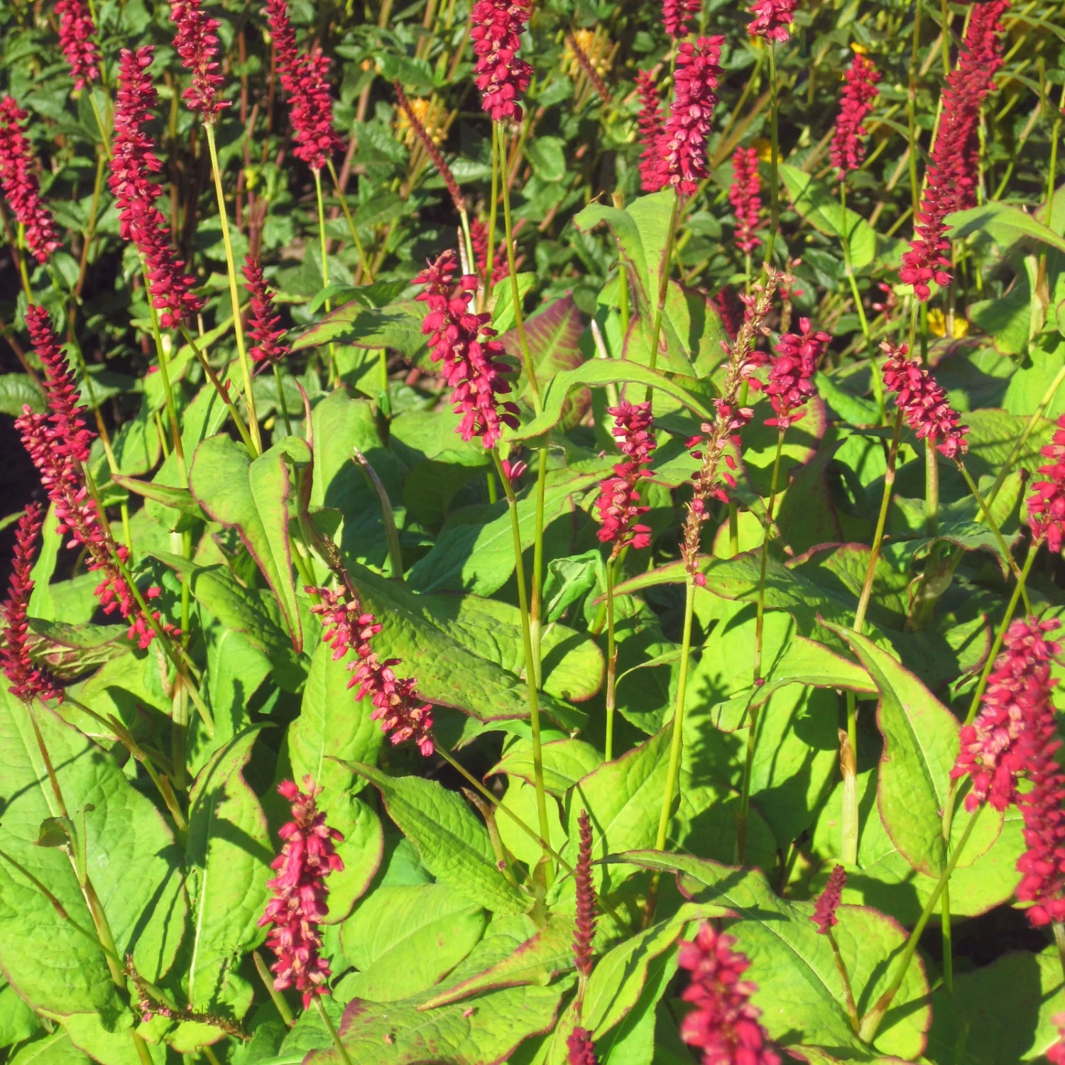 Bio Kerzen-Knöterich 'JS Caliente' Dunkelrot, Topf-Ø 11 Cm, 3er-Set - Image 3