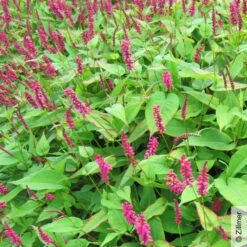 Bio Kerzen-Knöterich 'JS Caliente' Dunkelrot, Topf-Ø 11 Cm, 3er-Set