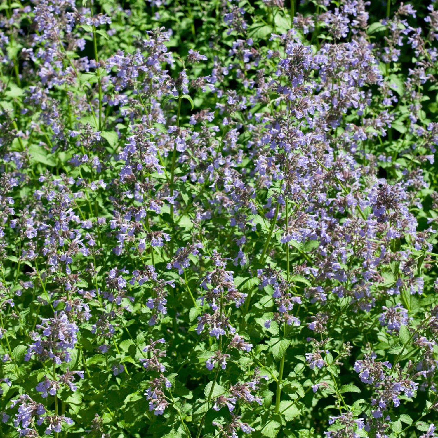 Bio Katzenminze 'Blue Danube' Blau, Topf-Ø 9 Cm, 3er-Set