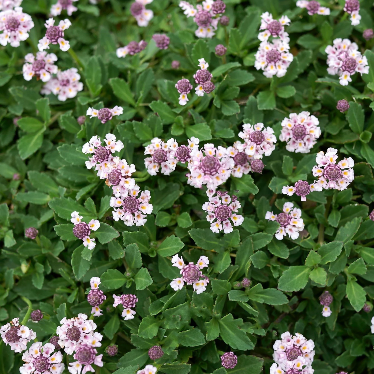 Bio Teppichverbene Weiß-rosa, Topf-Ø 12 Cm, 6er-Set