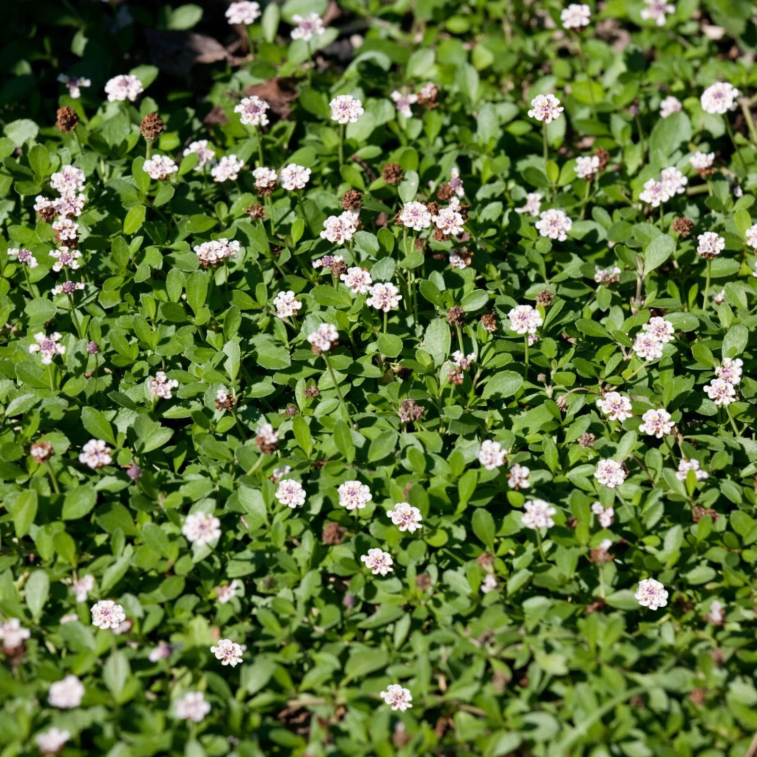 Bio Teppichverbene Weiß-rosa, Topf-Ø 12 Cm, 6er-Set - Image 2