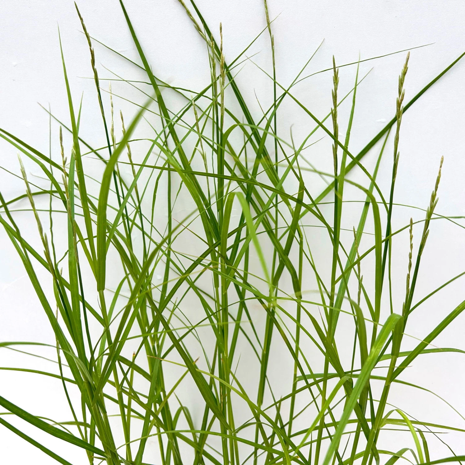 Bio Palmwedel-Segge Rotbraun, Topf-Ø 11 Cm, 3er-Set - Image 4