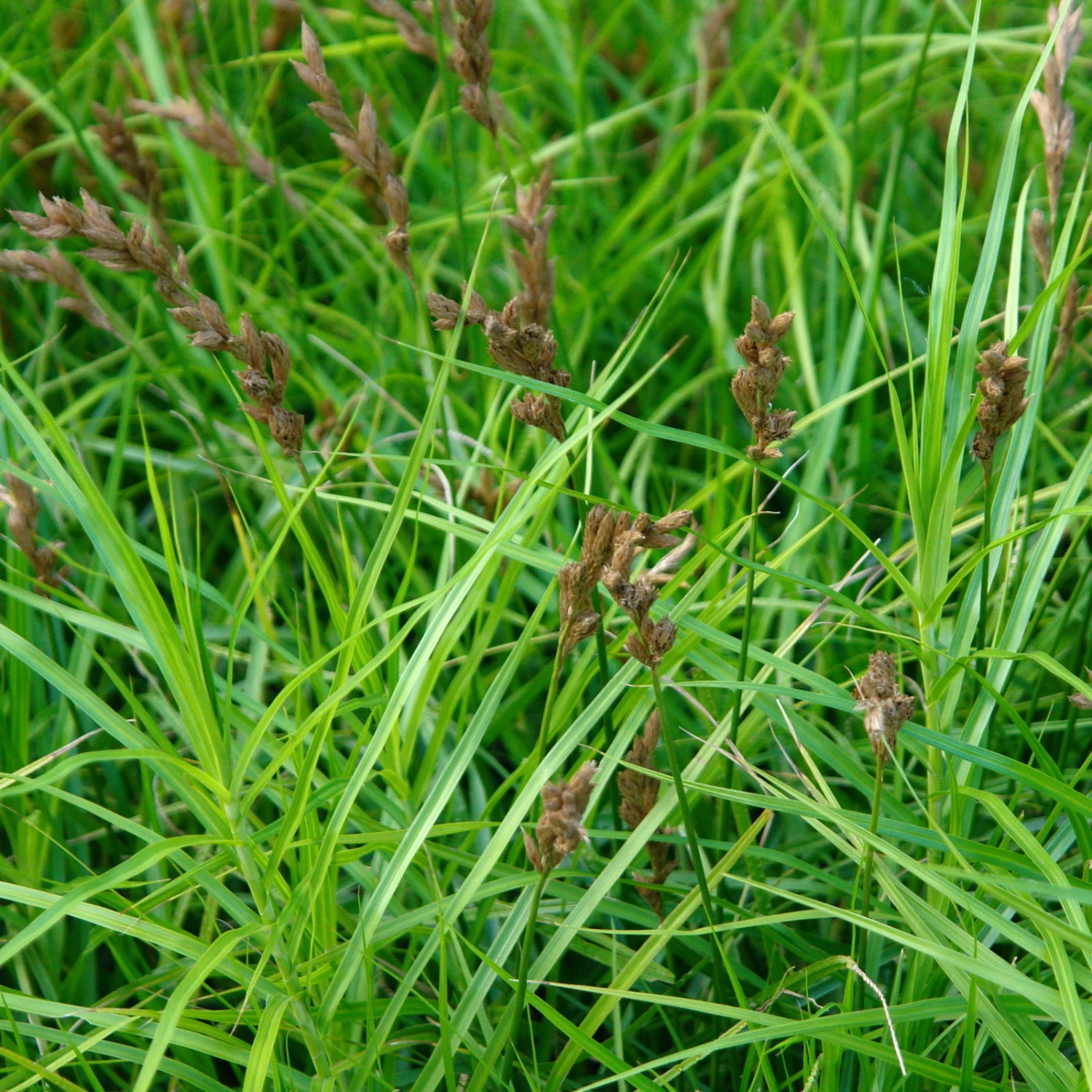 Bio Palmwedel-Segge Rotbraun, Topf-Ø 11 Cm, 3er-Set - Image 5