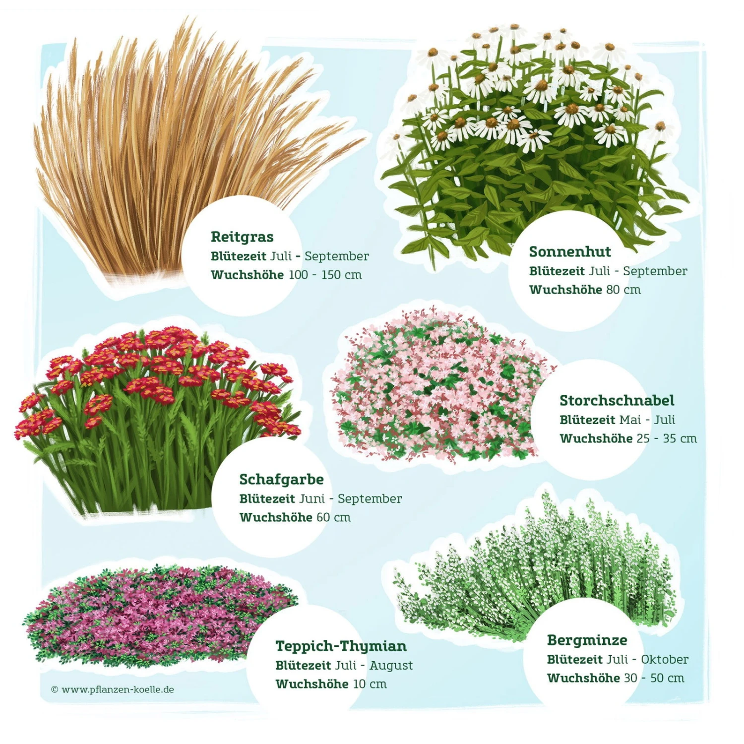Trockenresistente Stauden Set, 18 Pflanzen Für 3 M², Bunt - Image 3