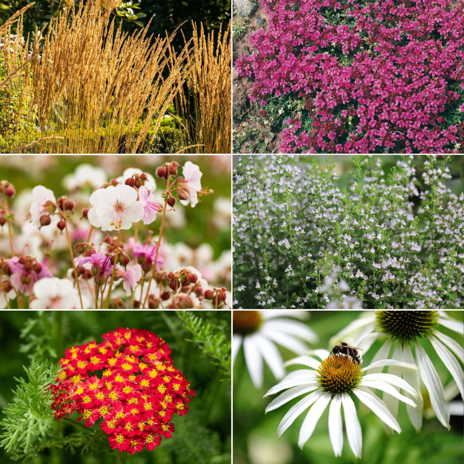 Trockenresistente Stauden Set, 18 Pflanzen Für 3 M², Bunt - Image 2