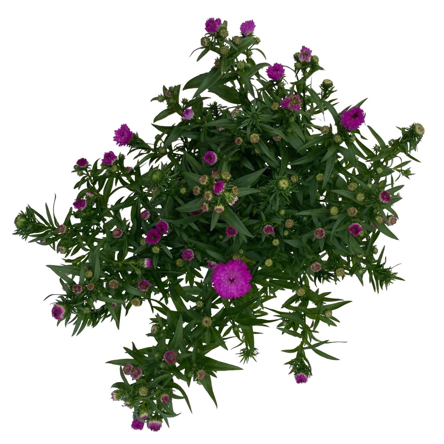 Aster Novi-belgii, Rosa Gefüllt, Topf-Ø 12 Cm, 3er-Set - Image 3