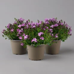 Glockenblume 'Ambella® Pink' Rosa, Topf-Ø 15 Cm, 3er-Set