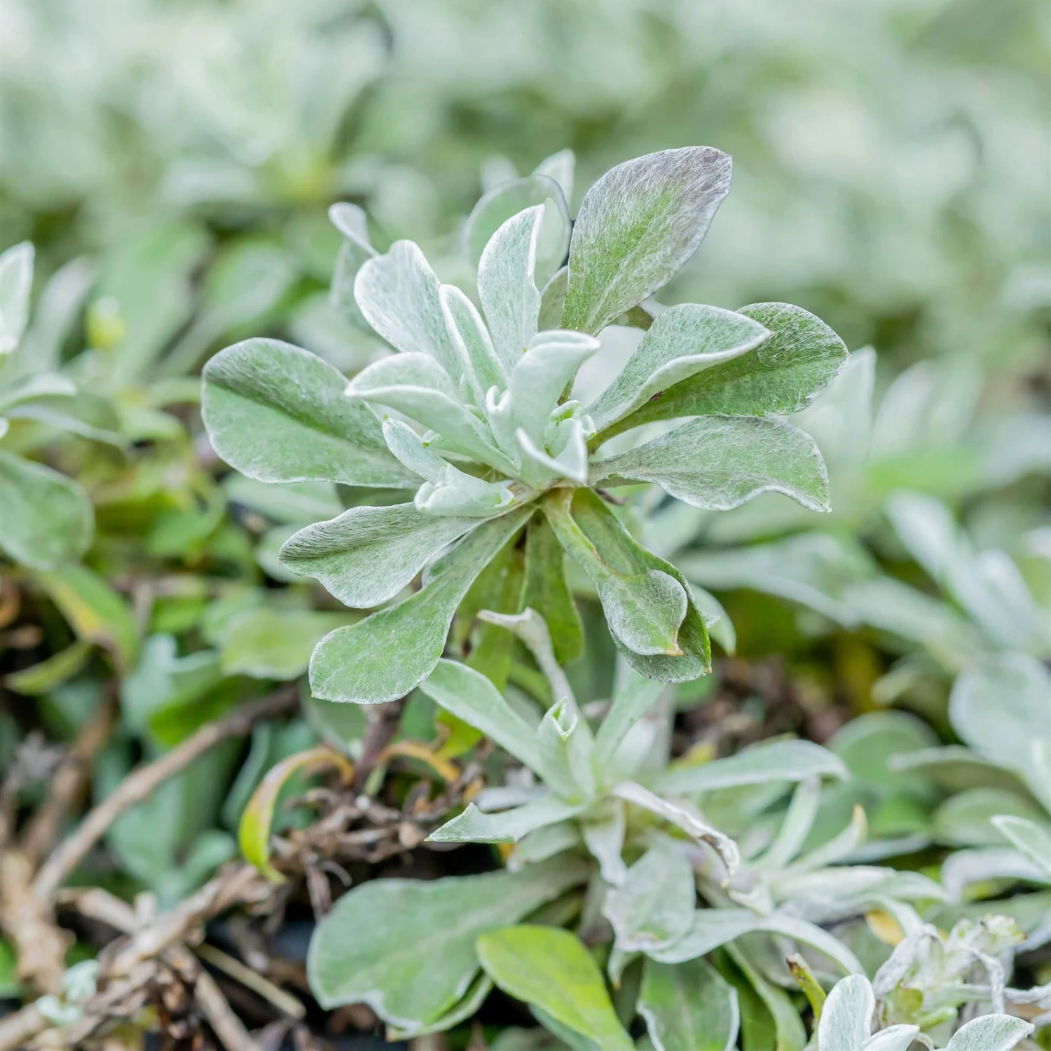 Katzenpfötchen, Rot, Topf-Ø 13 Cm, 6er-Set - Image 3