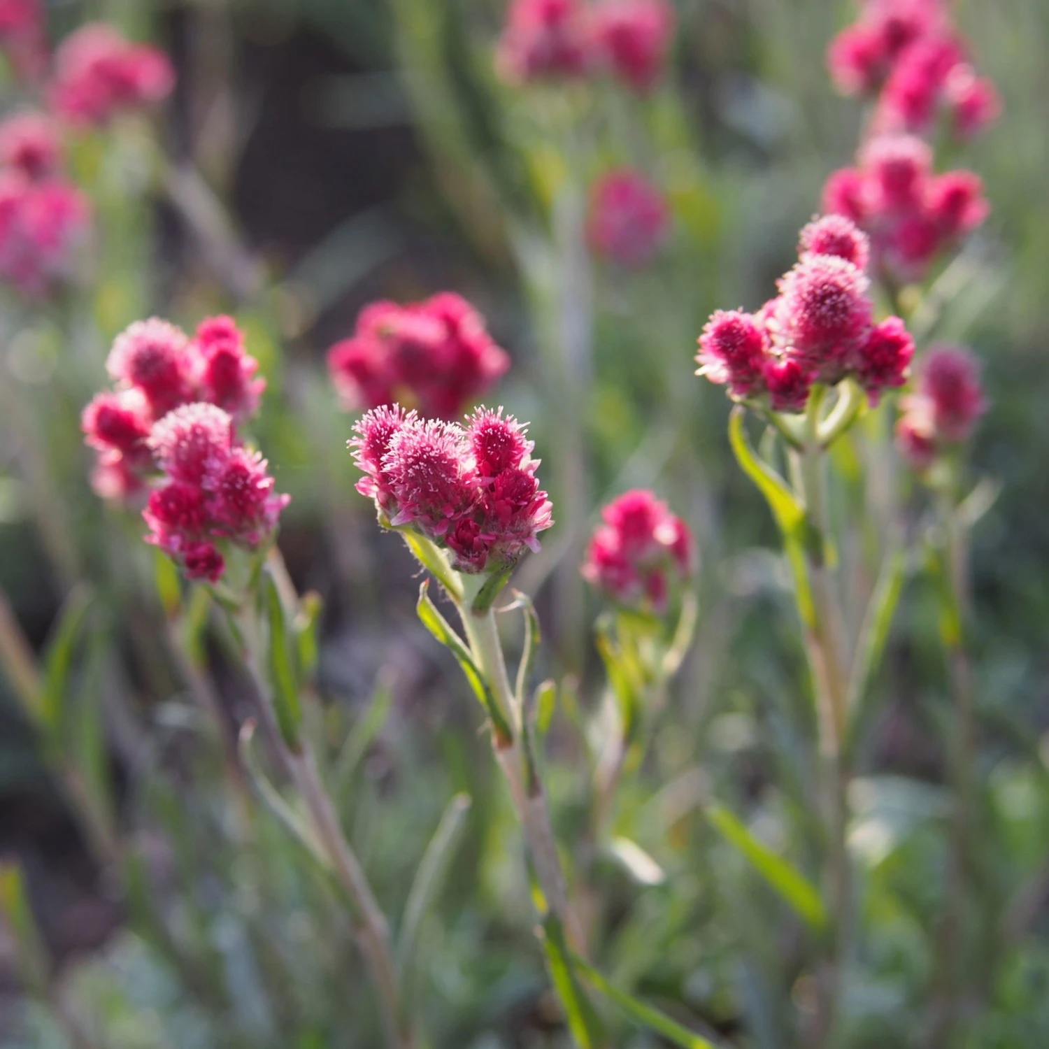 Katzenpfötchen, Rot, Topf-Ø 13 Cm, 6er-Set - Image 4