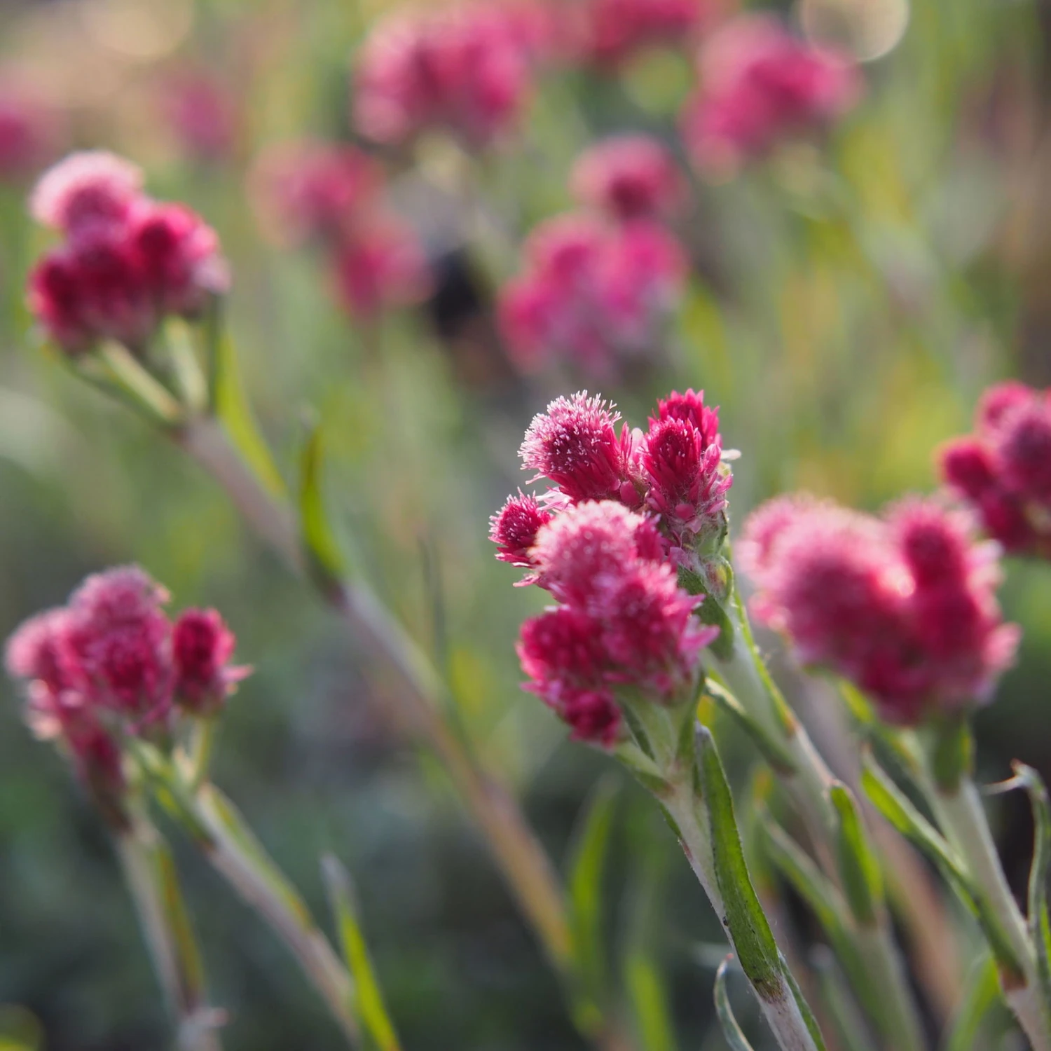 Katzenpfötchen, Rot, Topf-Ø 13 Cm, 6er-Set - Image 6