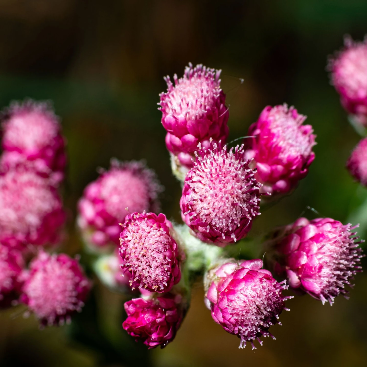 Katzenpfötchen, Rot, Topf-Ø 13 Cm, 6er-Set - Image 5