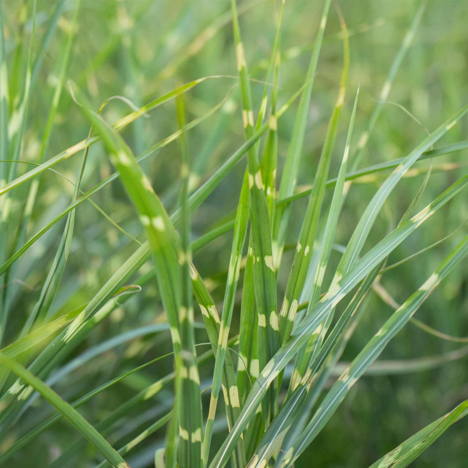 Bio Zebragras 'Zebrinus', Topf 5 Liter - Image 2